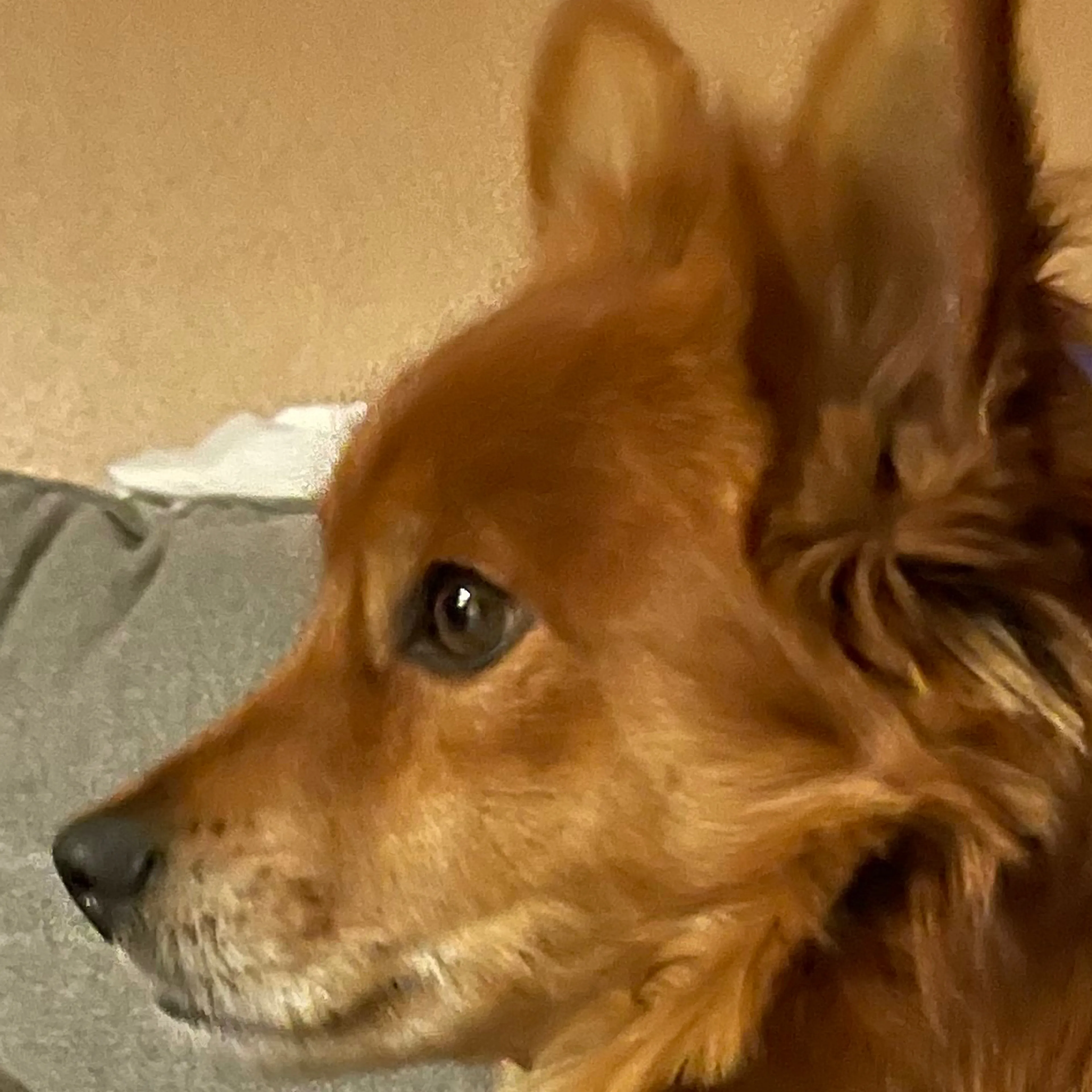 Lost pet-1