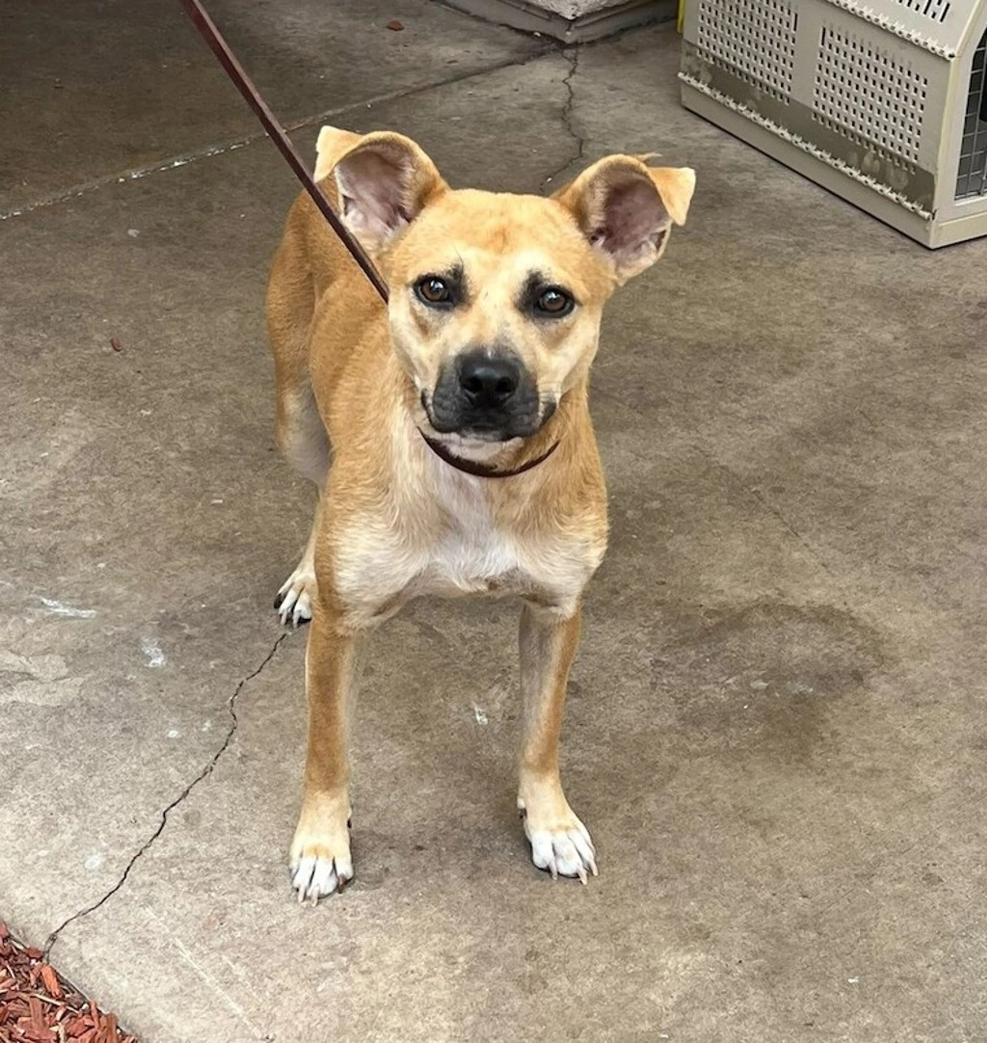 Found pet