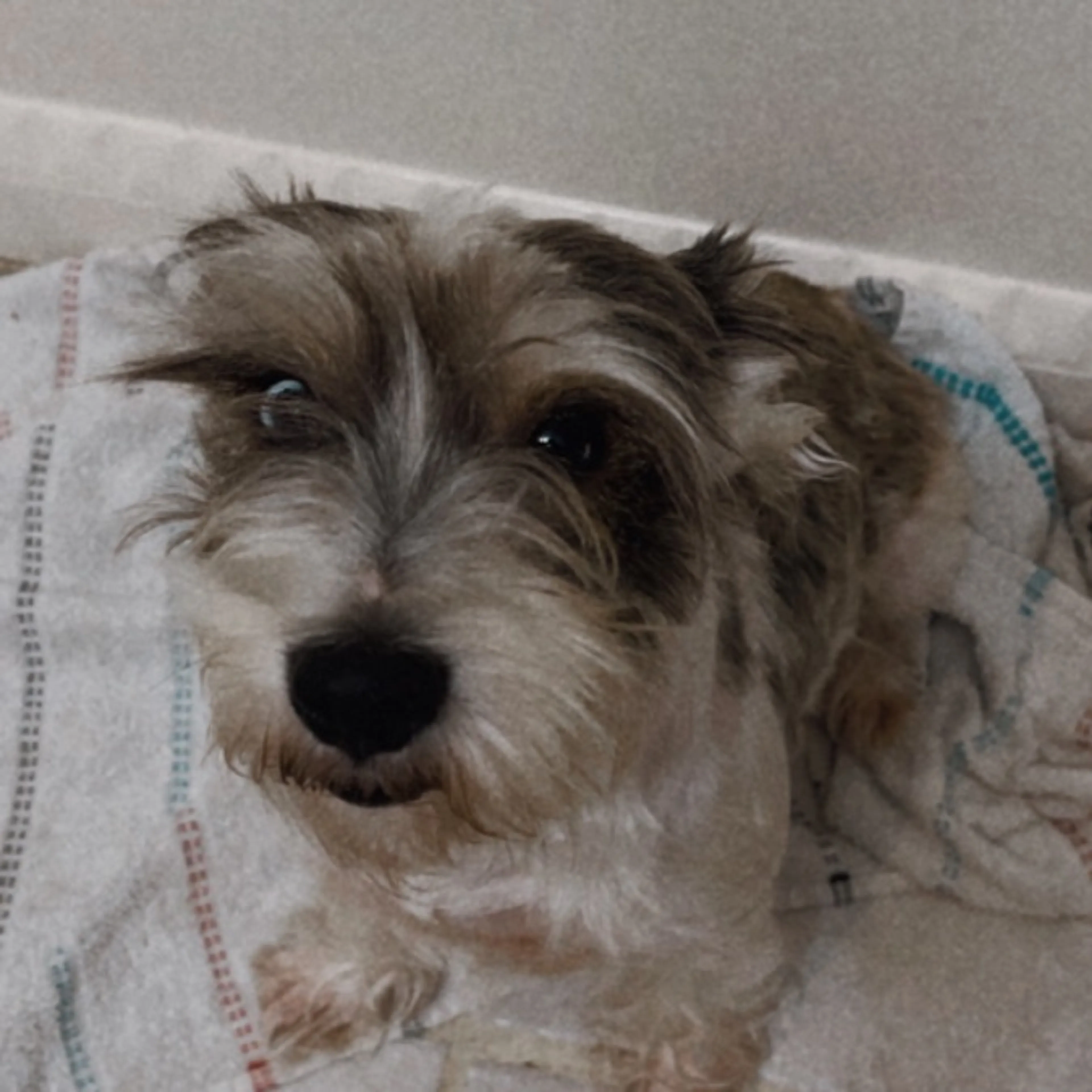 Lost pet
