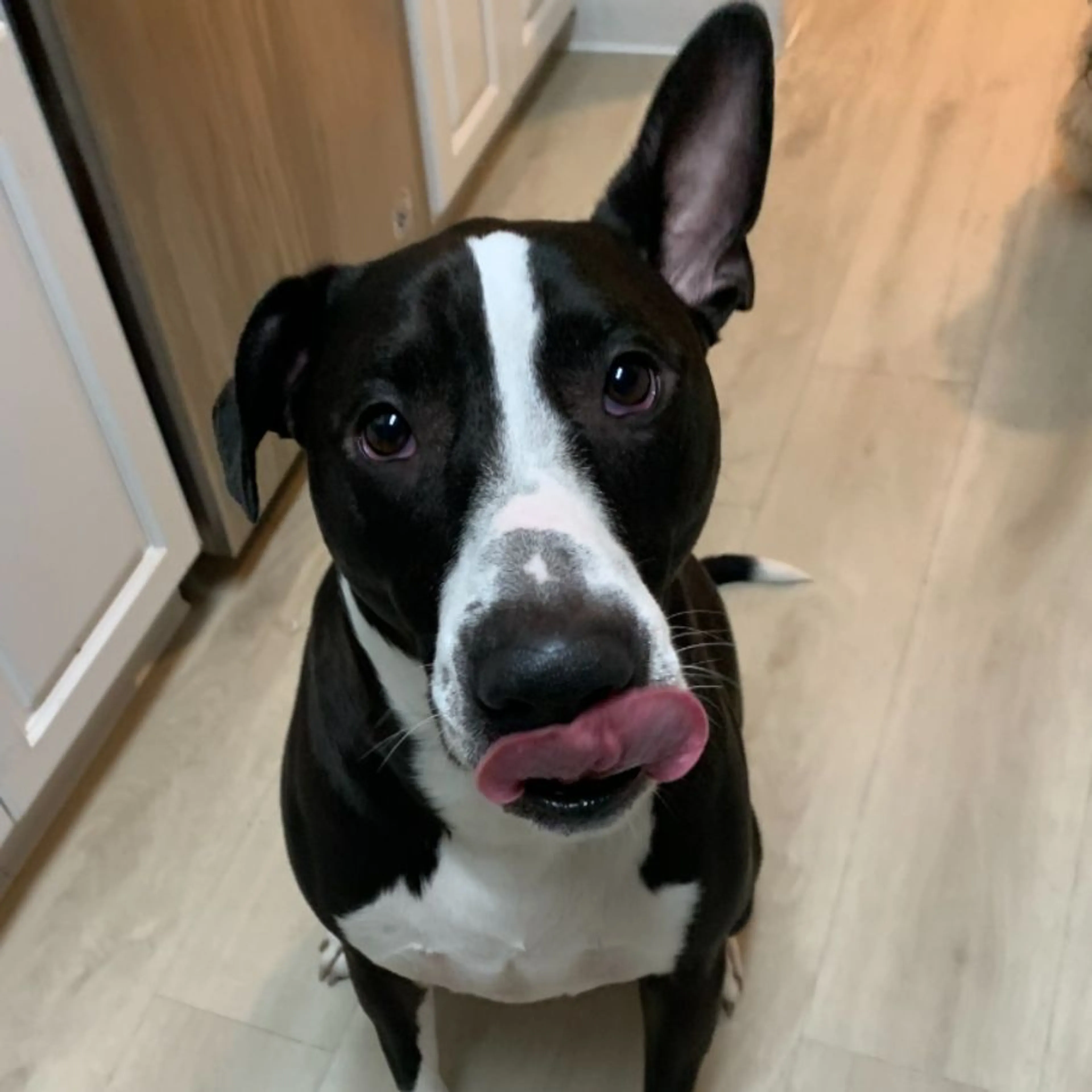 Lost pet