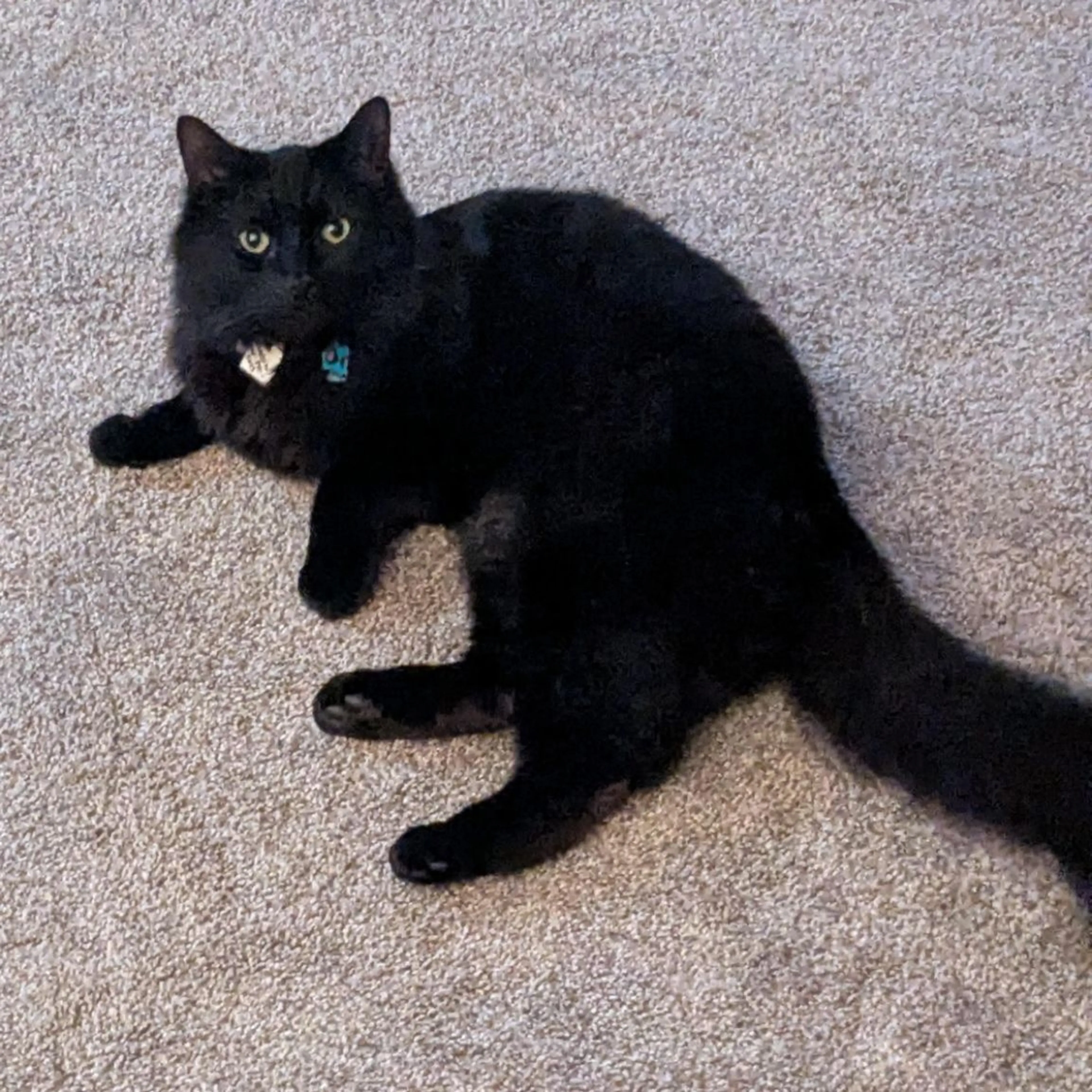 Lost pet