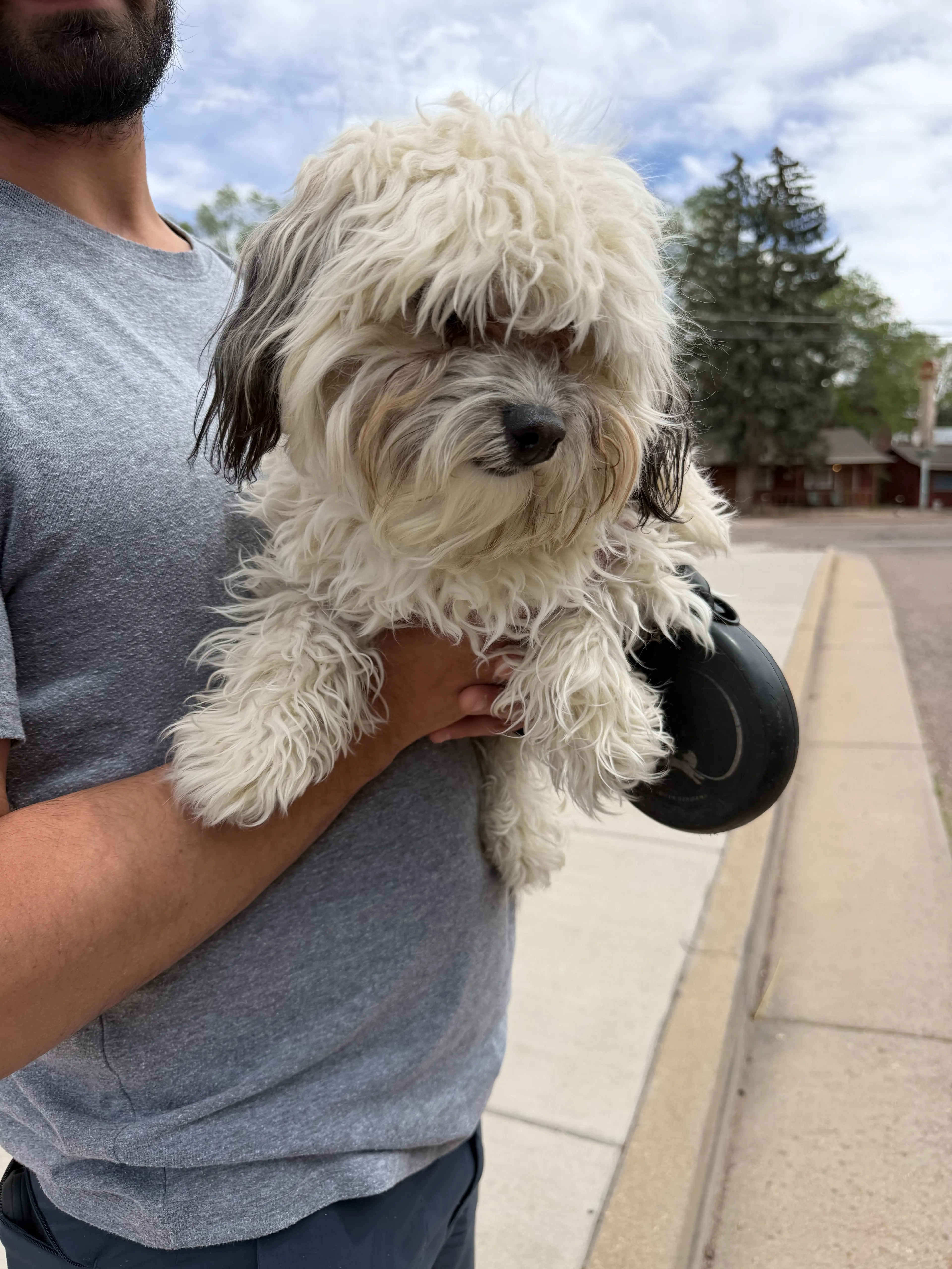 Lost pet-0