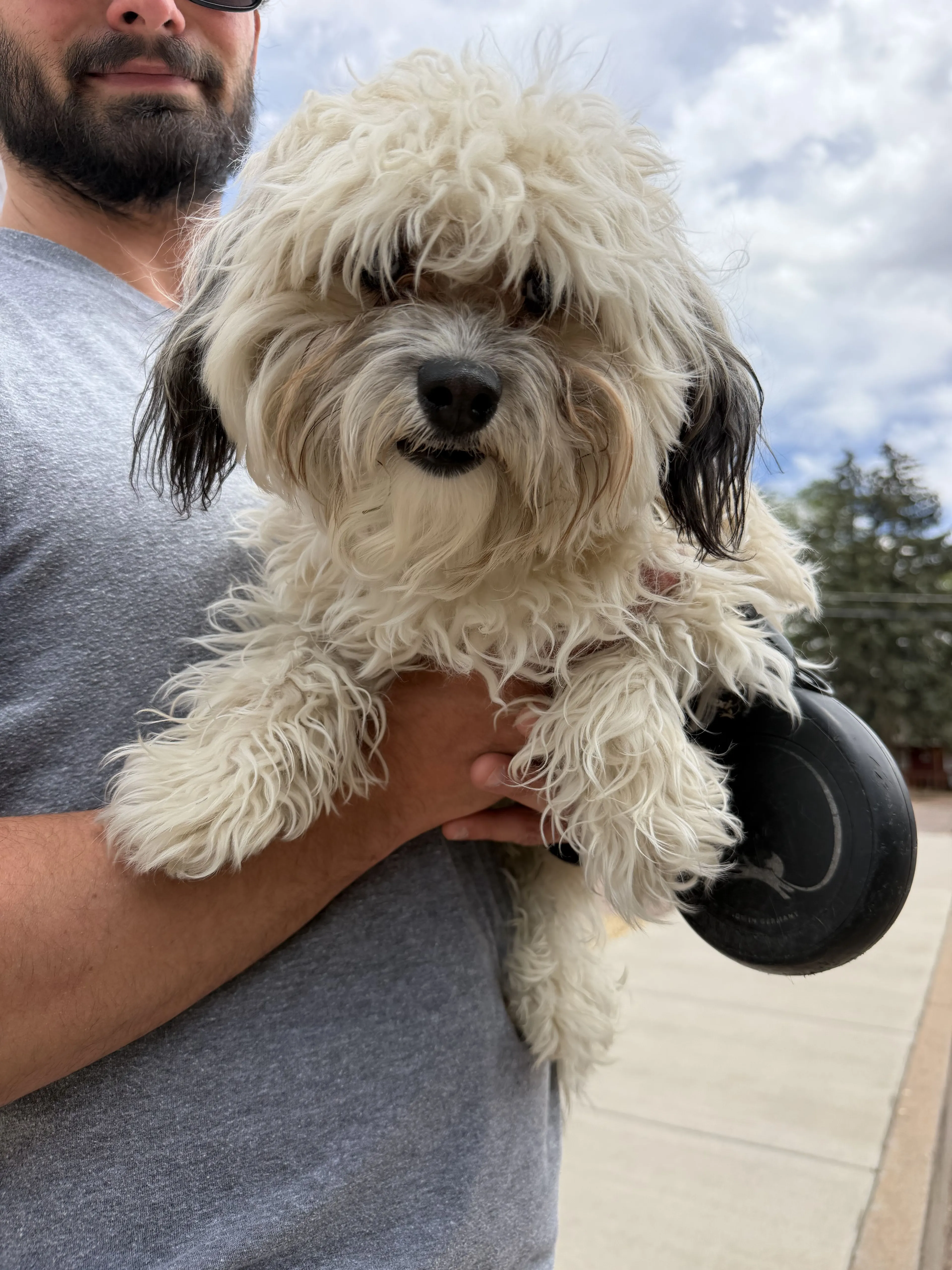 Lost pet-1