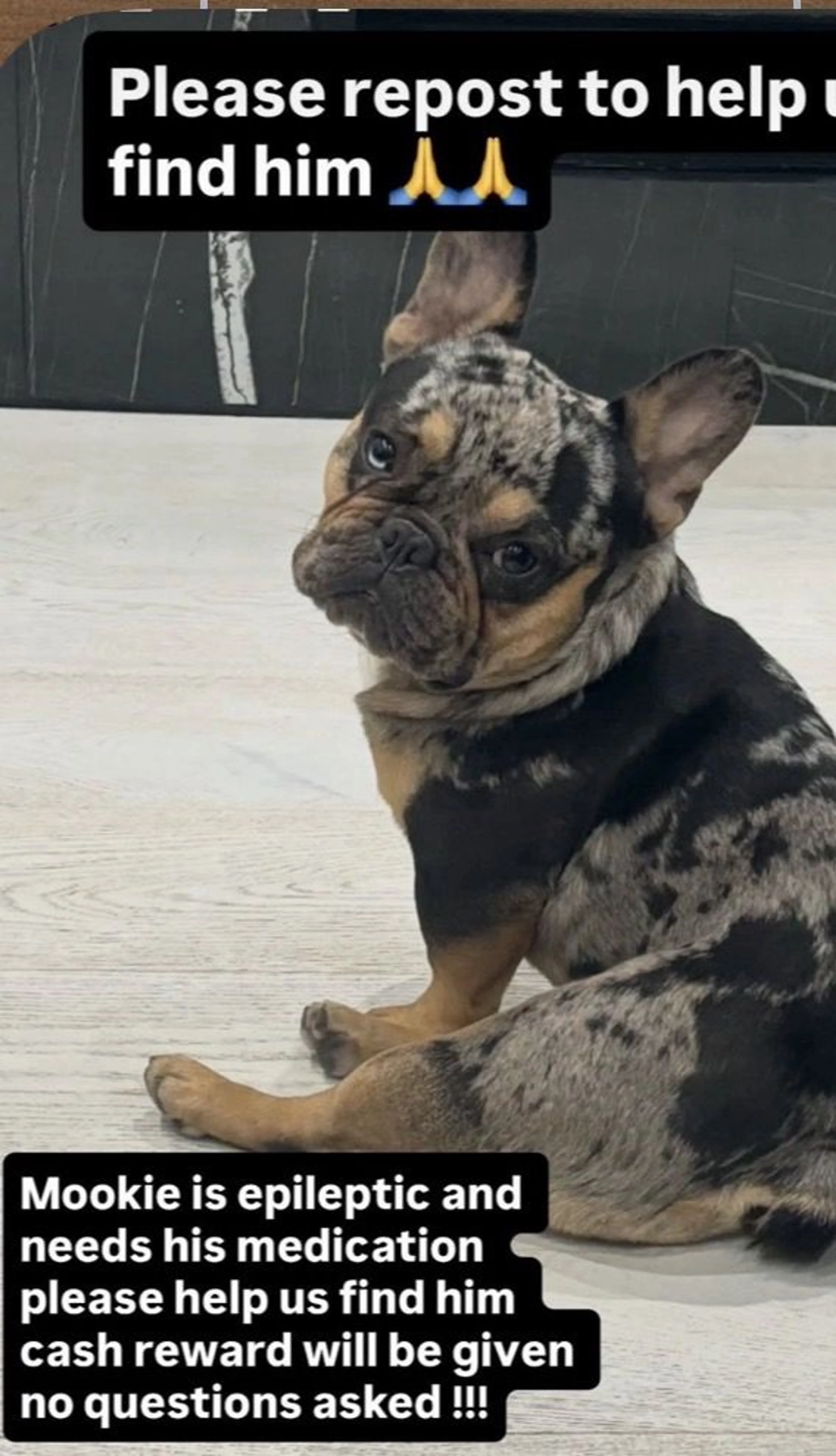 Lost pet-1