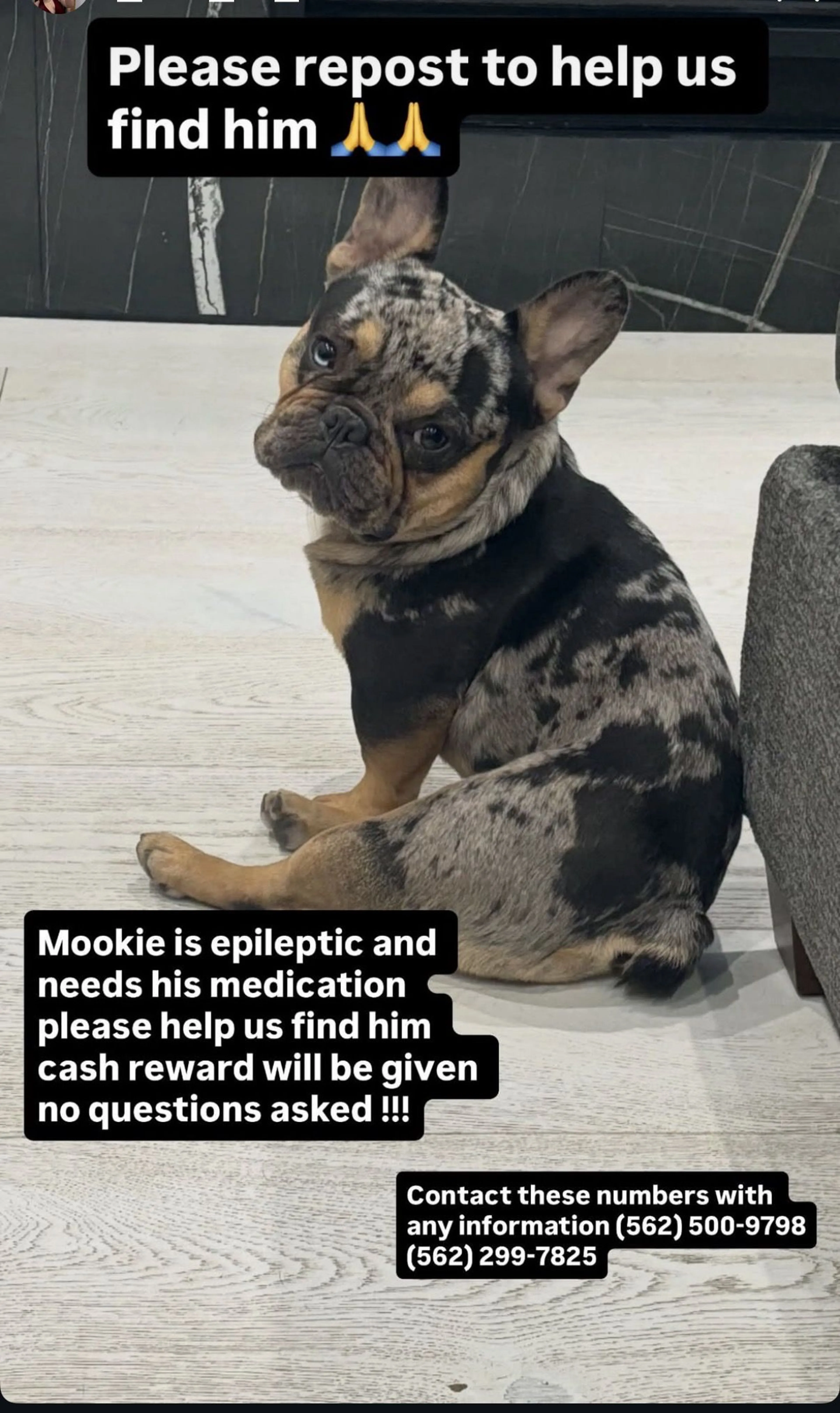 Lost pet-0