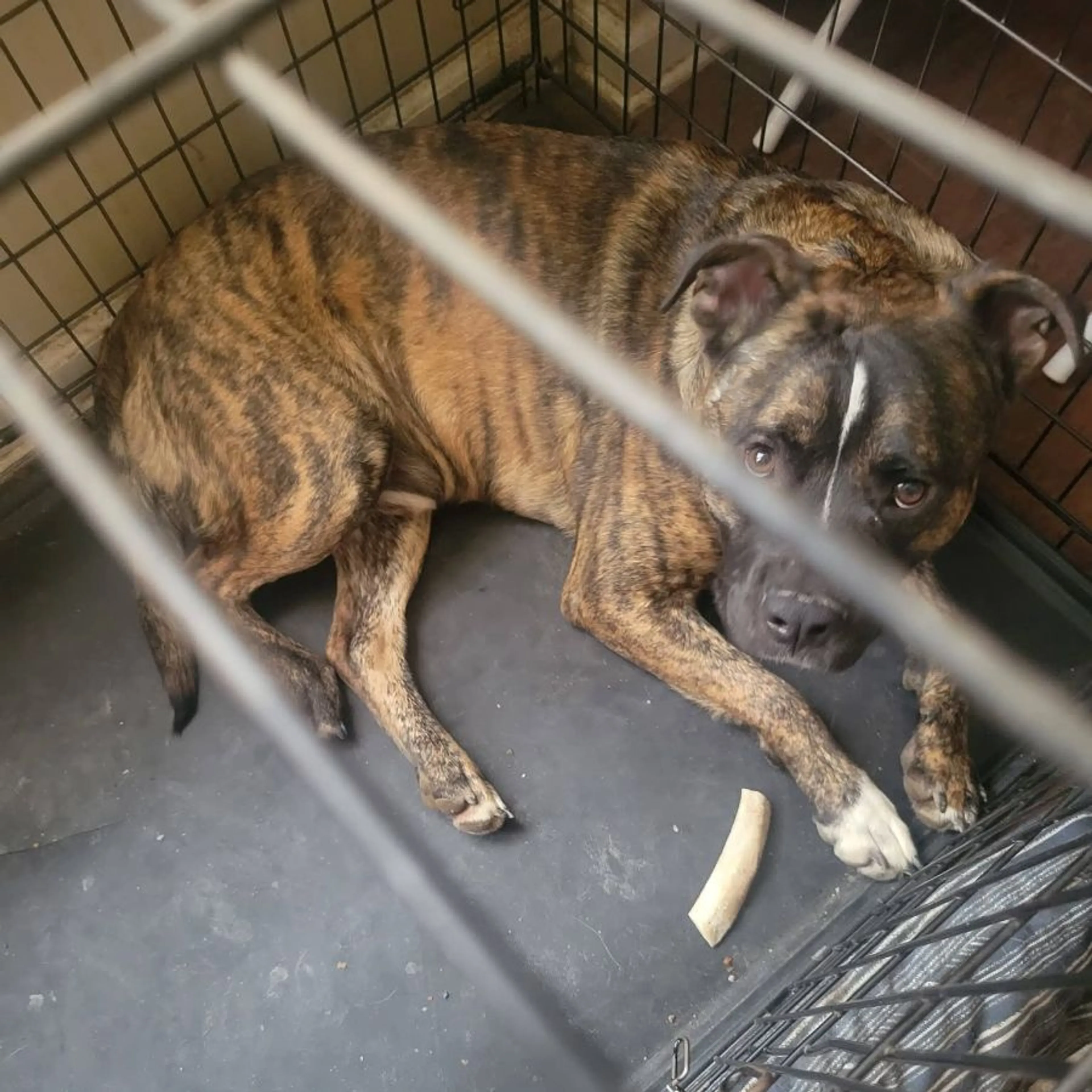 Lost pet