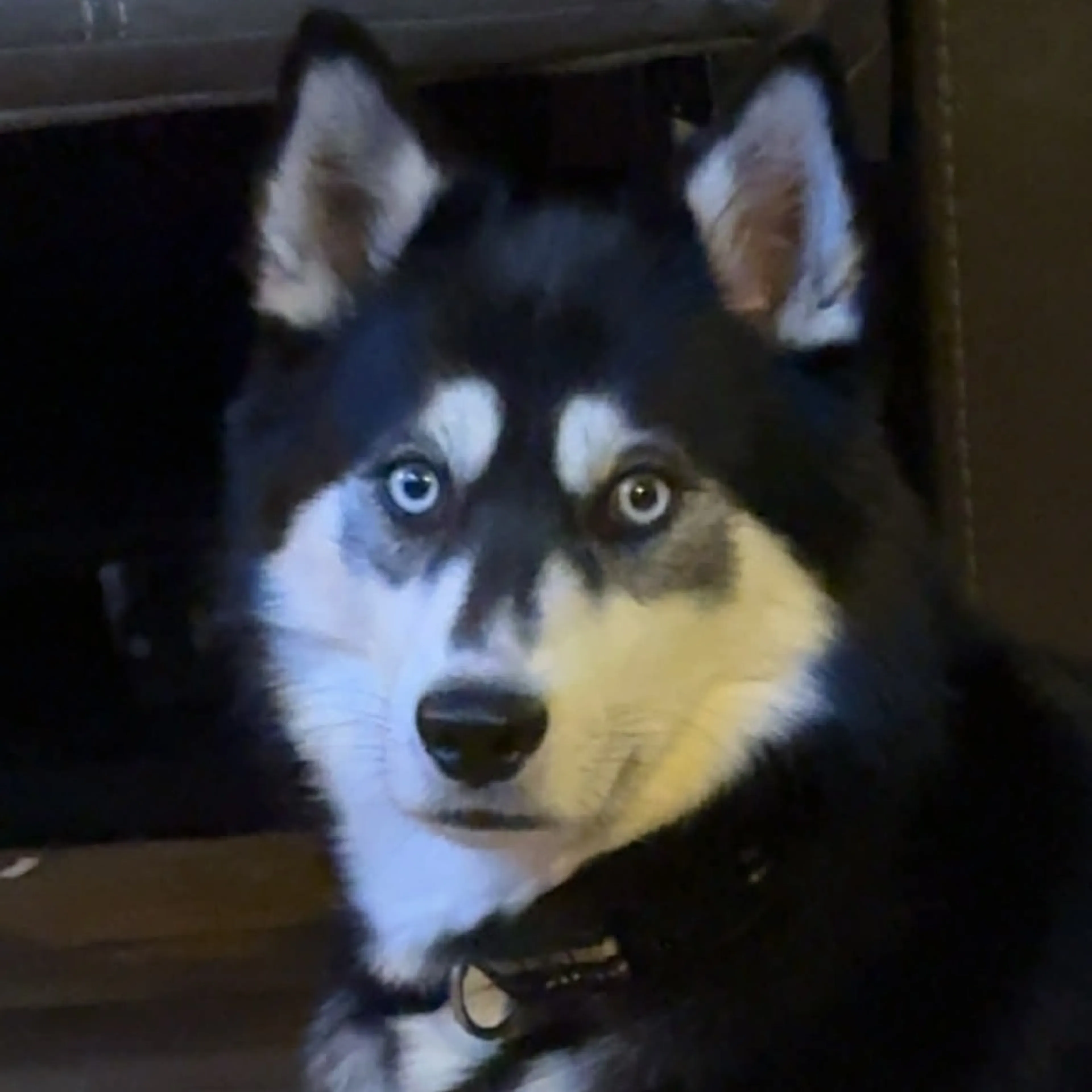 Found pet-2