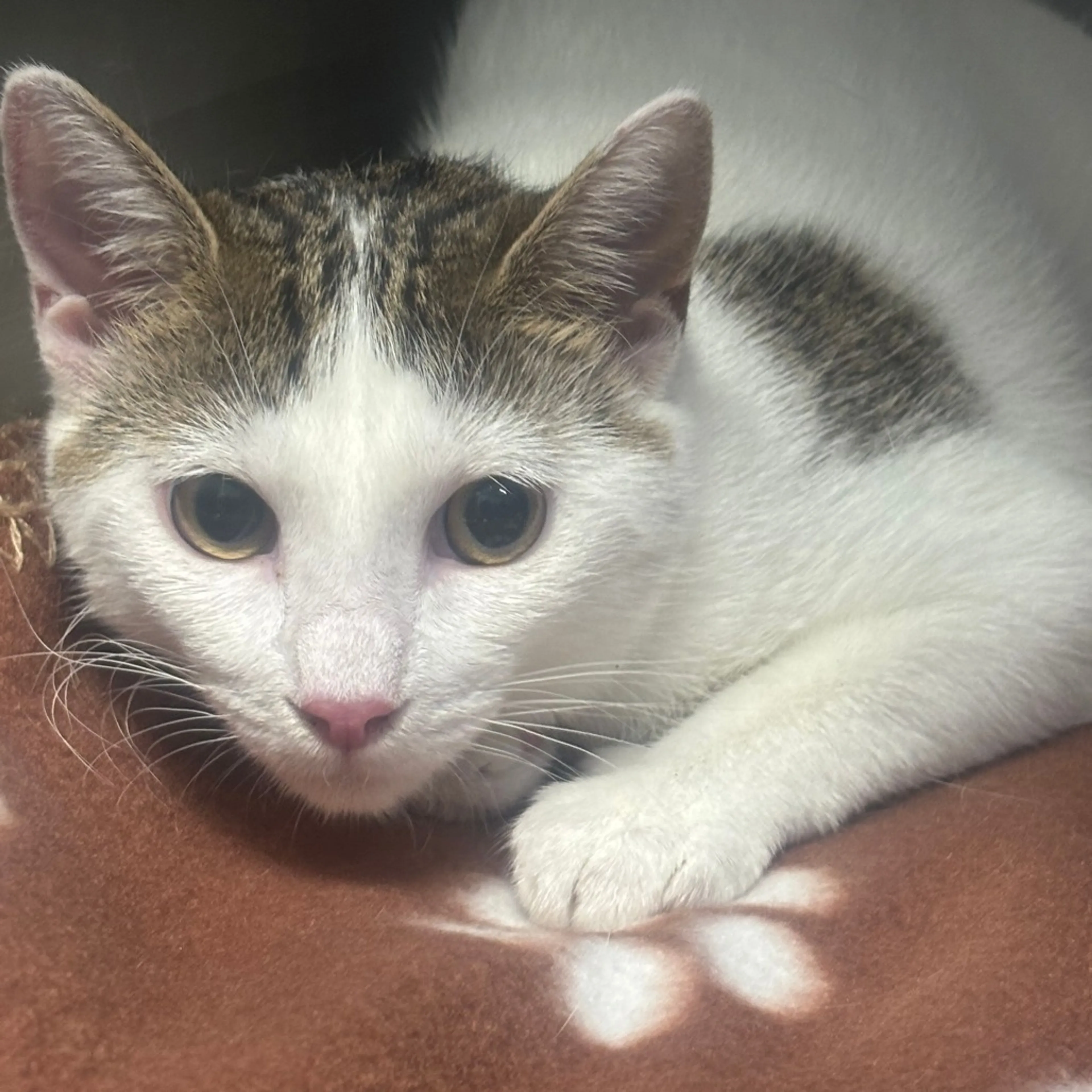 Found pet
