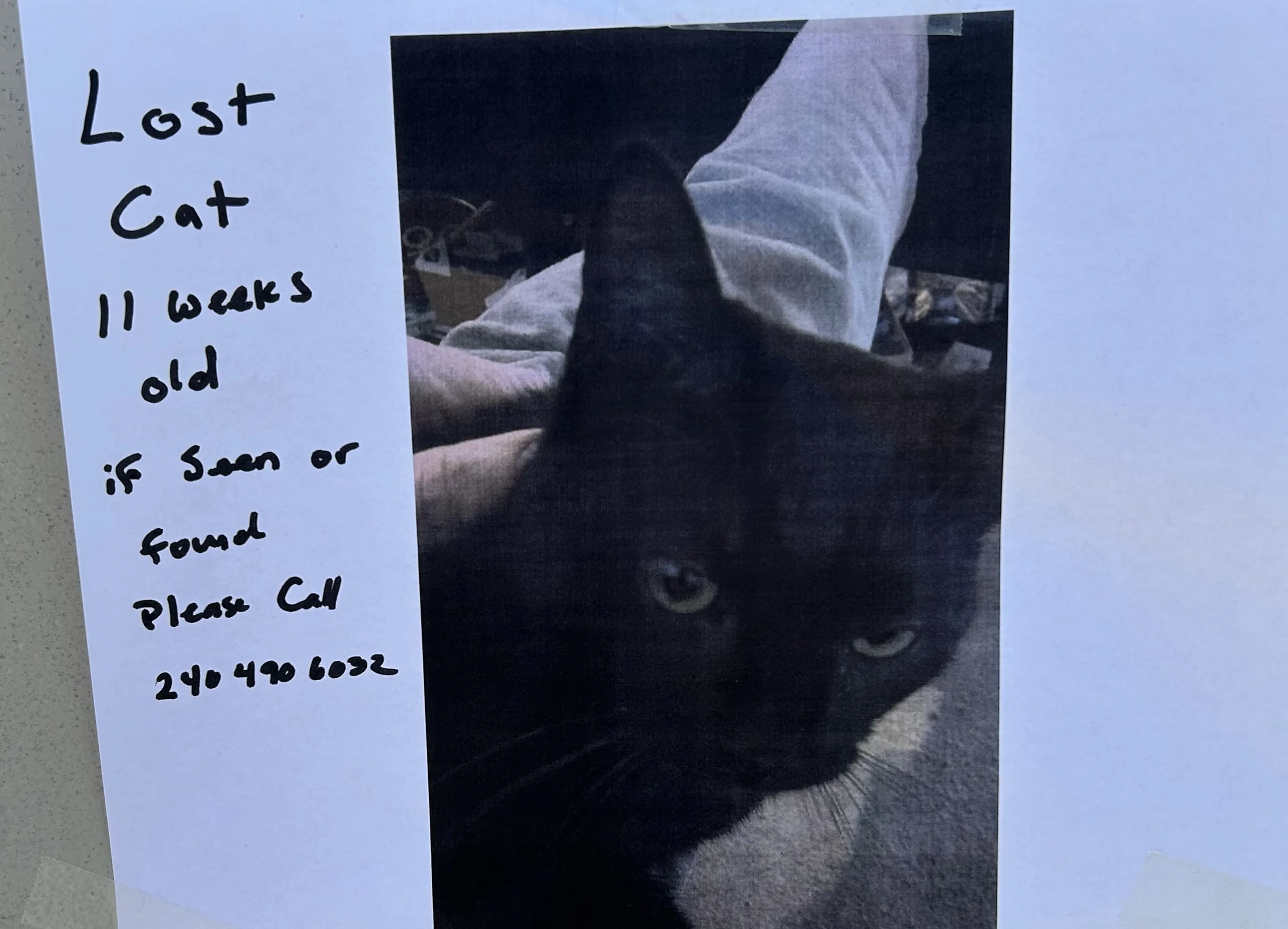 Lost pet