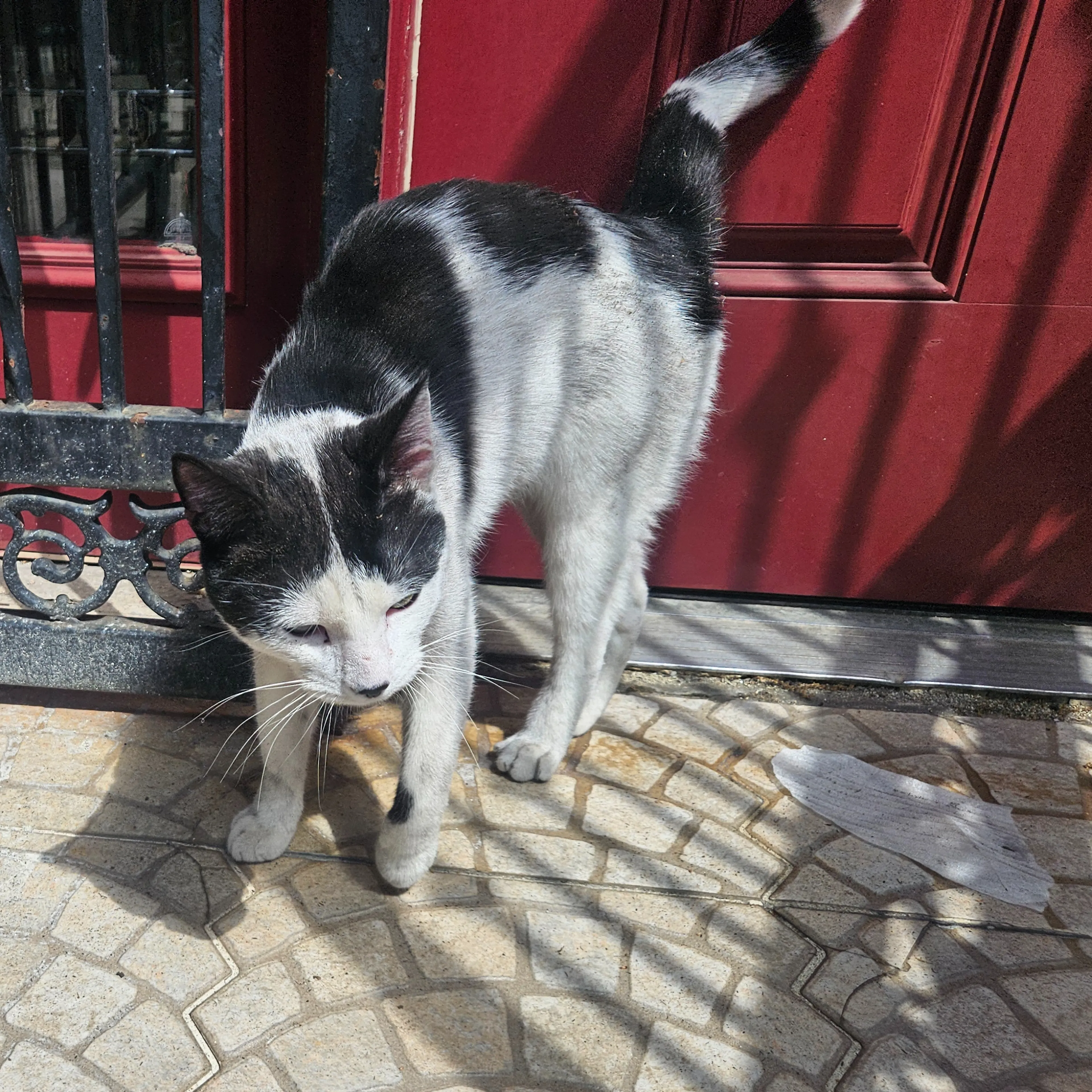Found pet-1