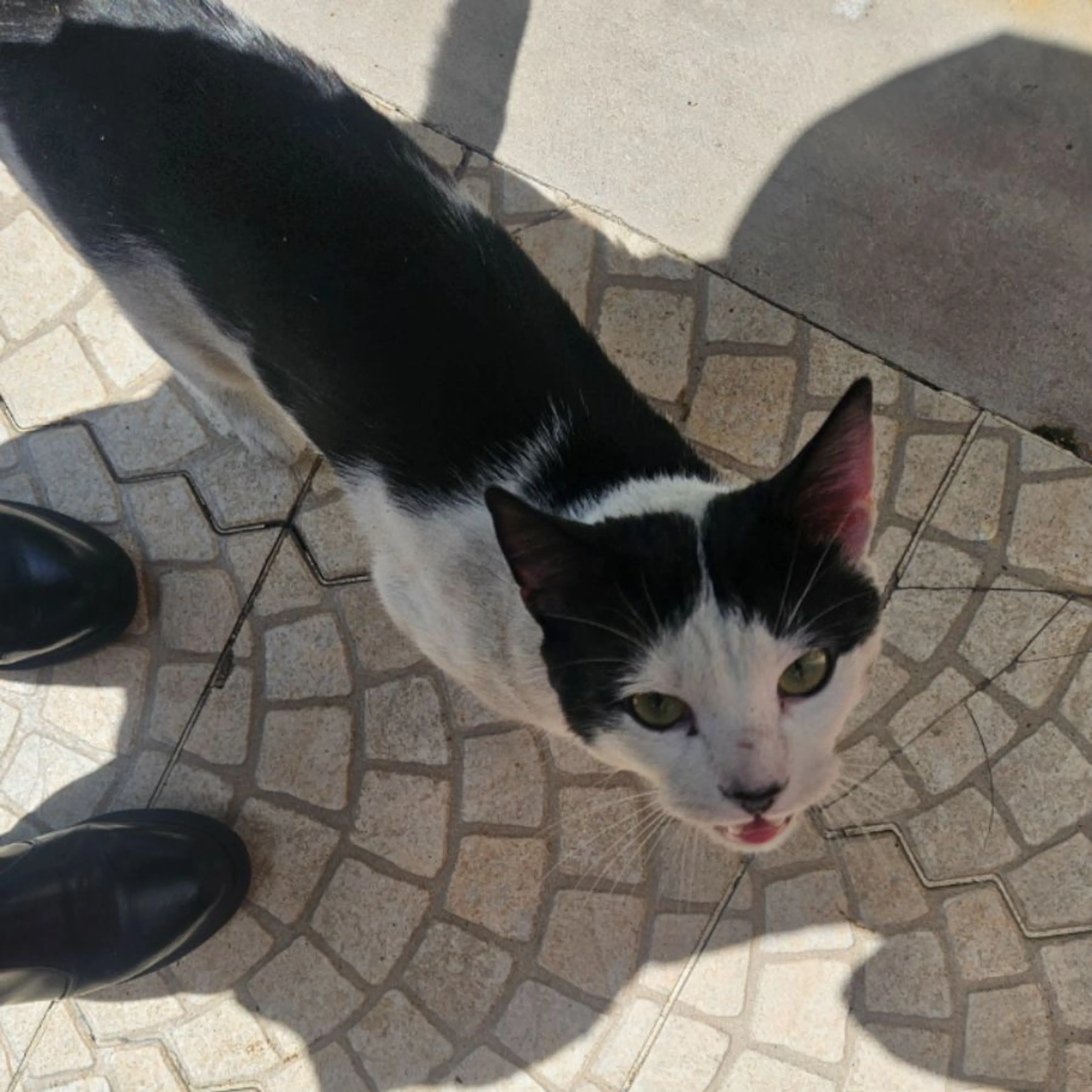 Found pet-0