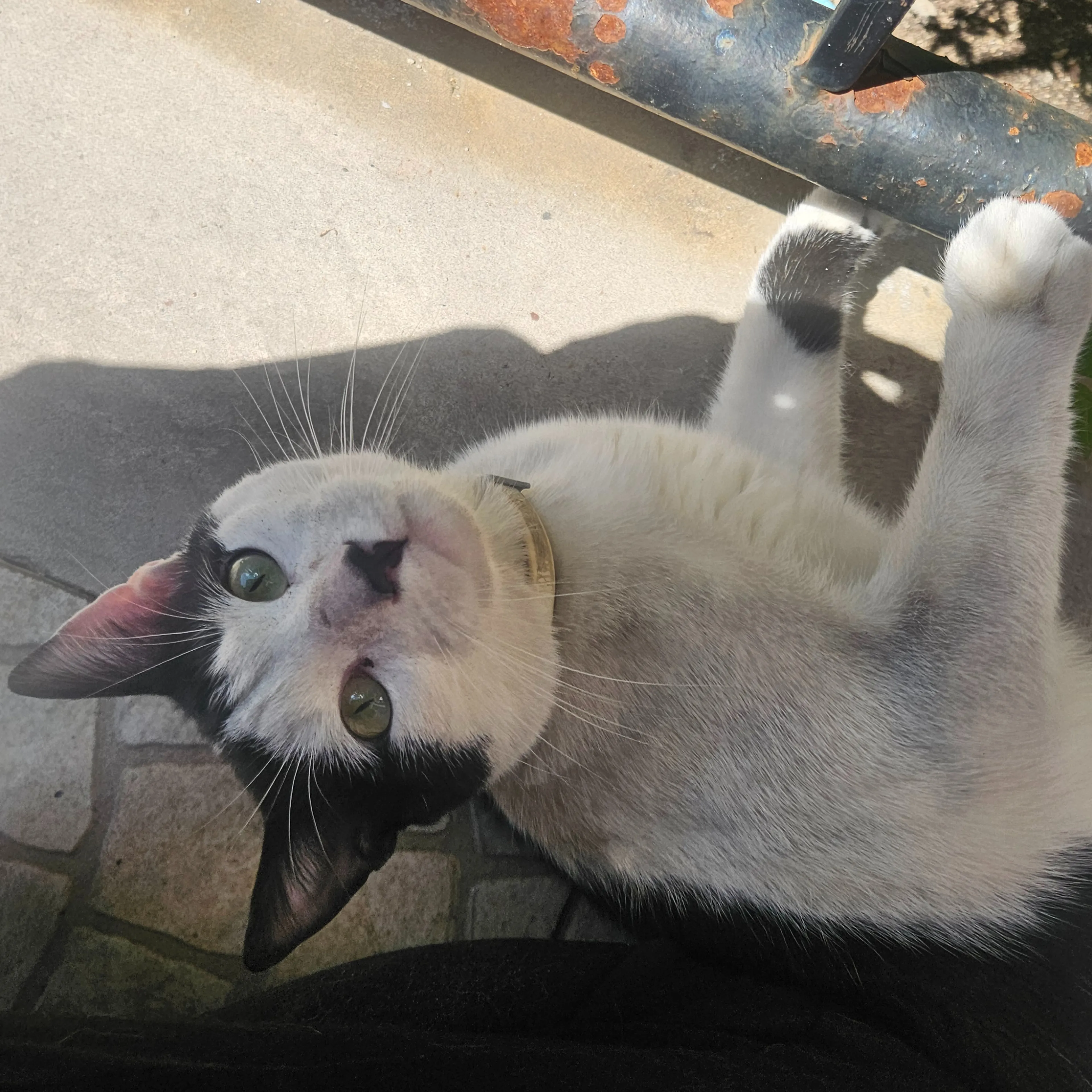 Found pet-2