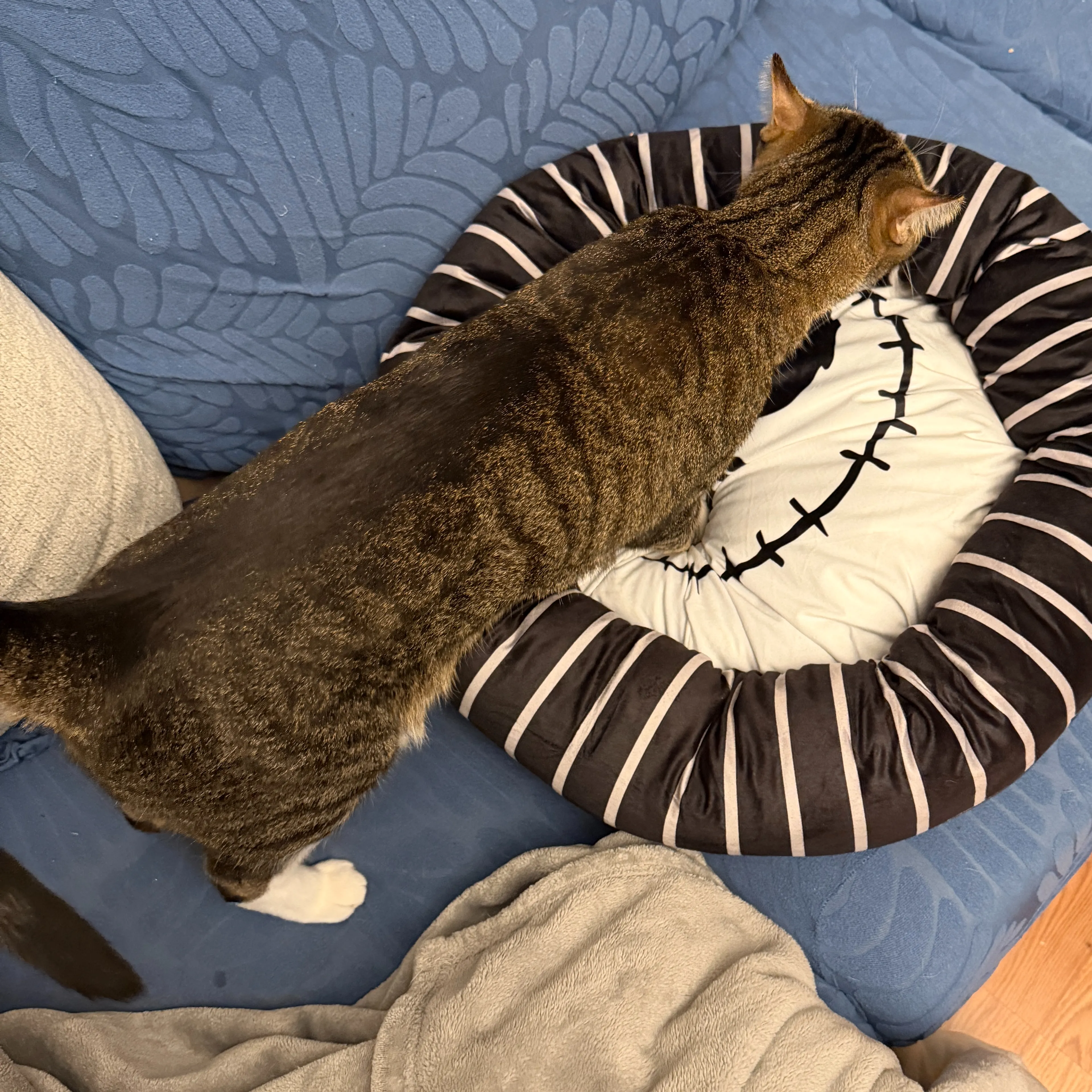 Lost pet-3