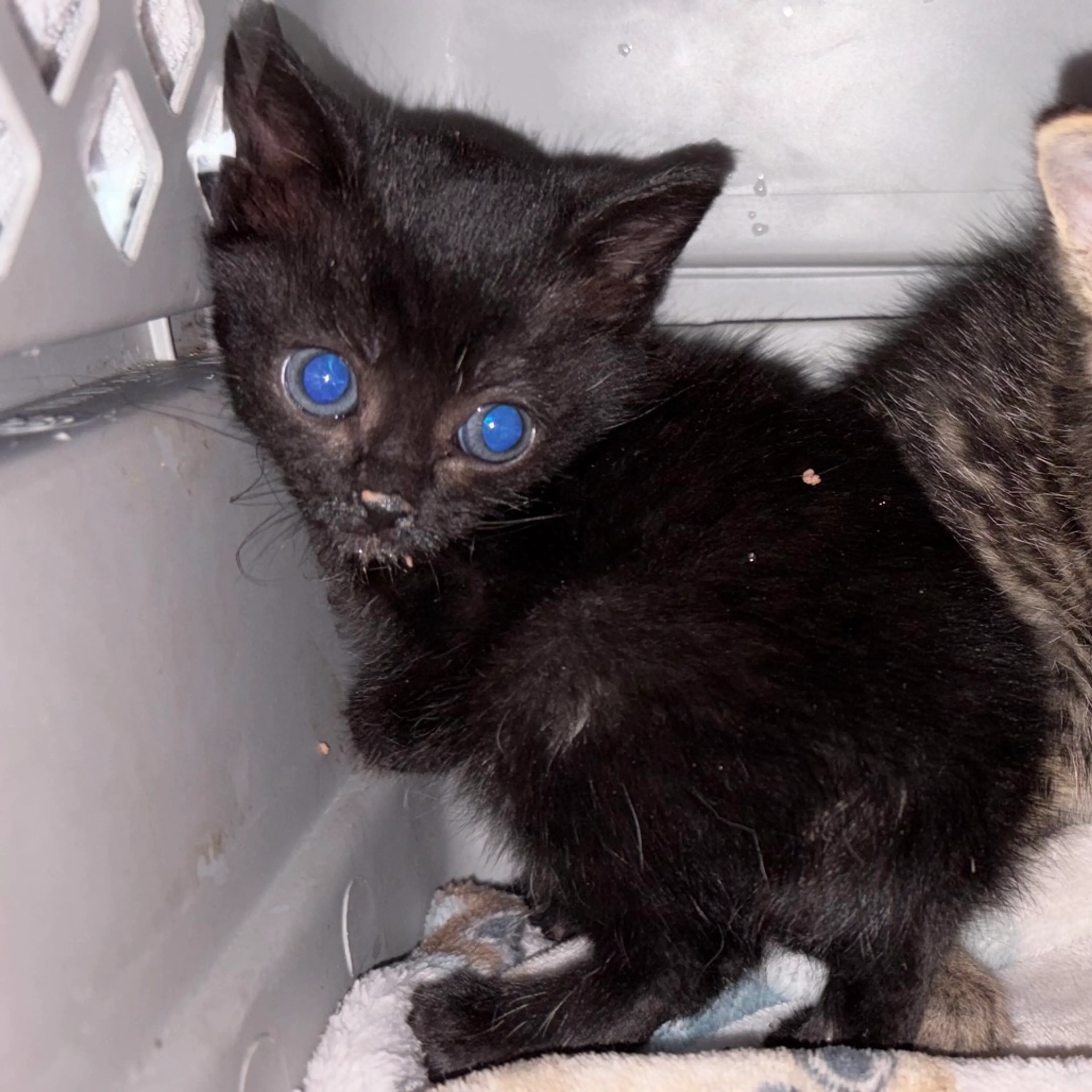 Found pet