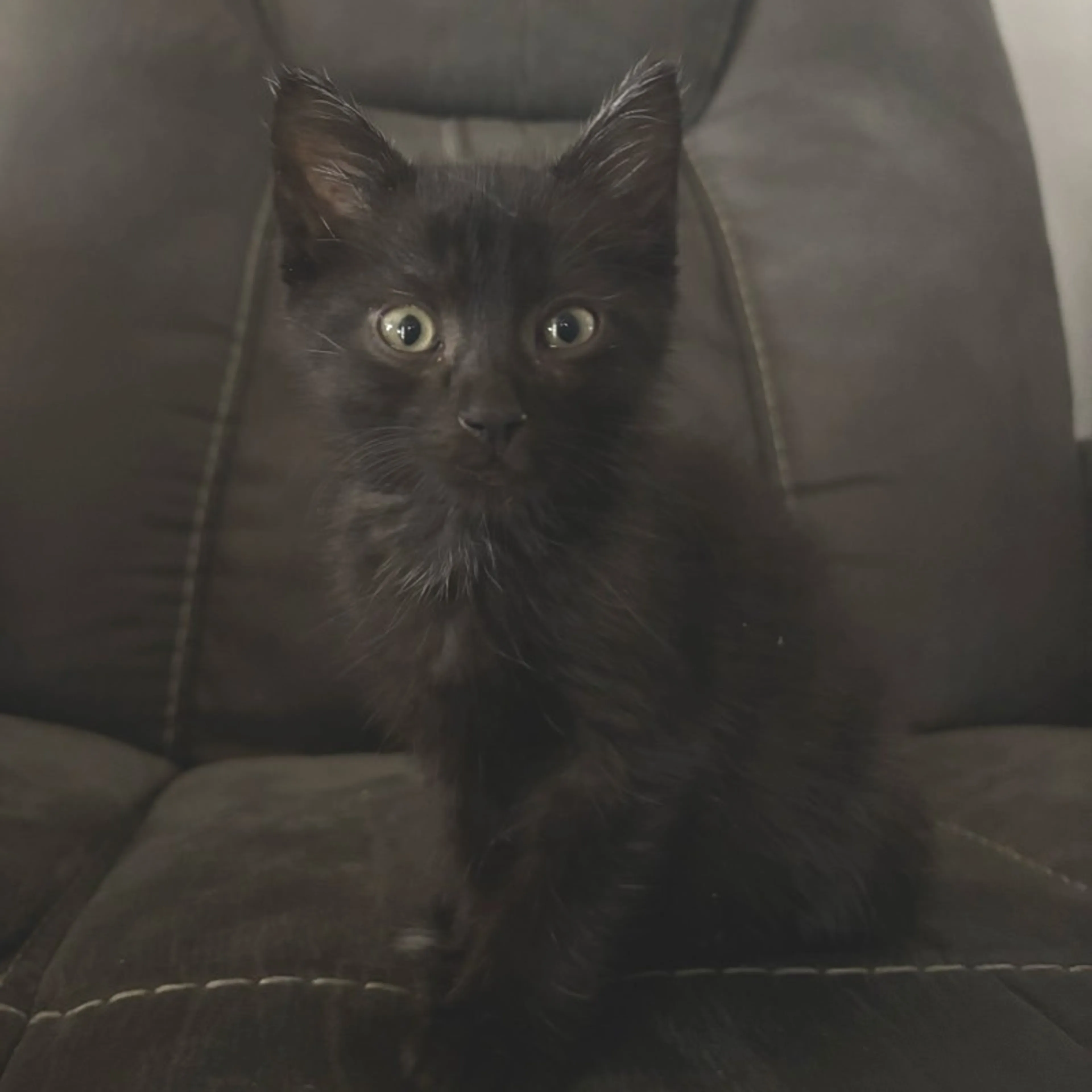 Found pet-0