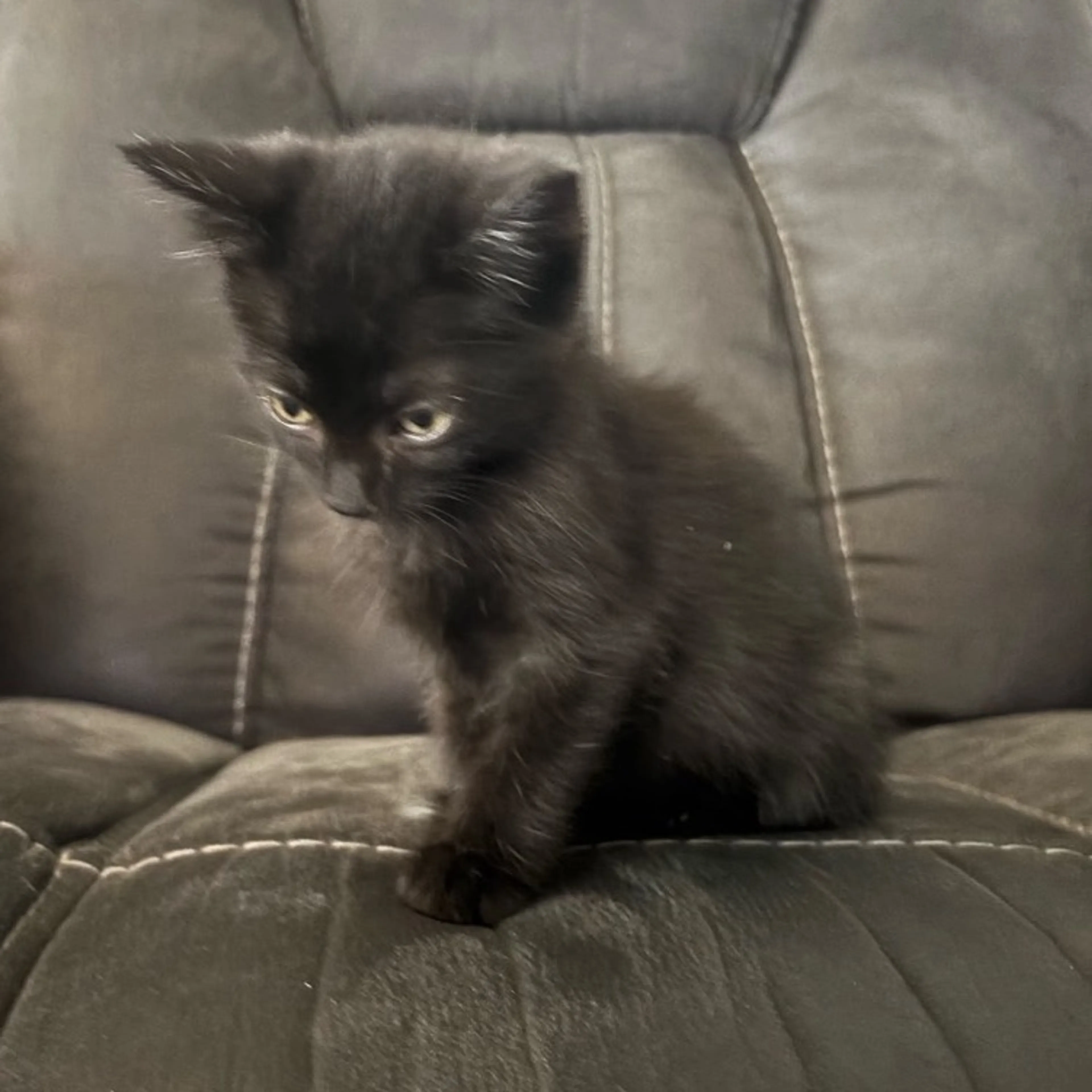 Found pet-3