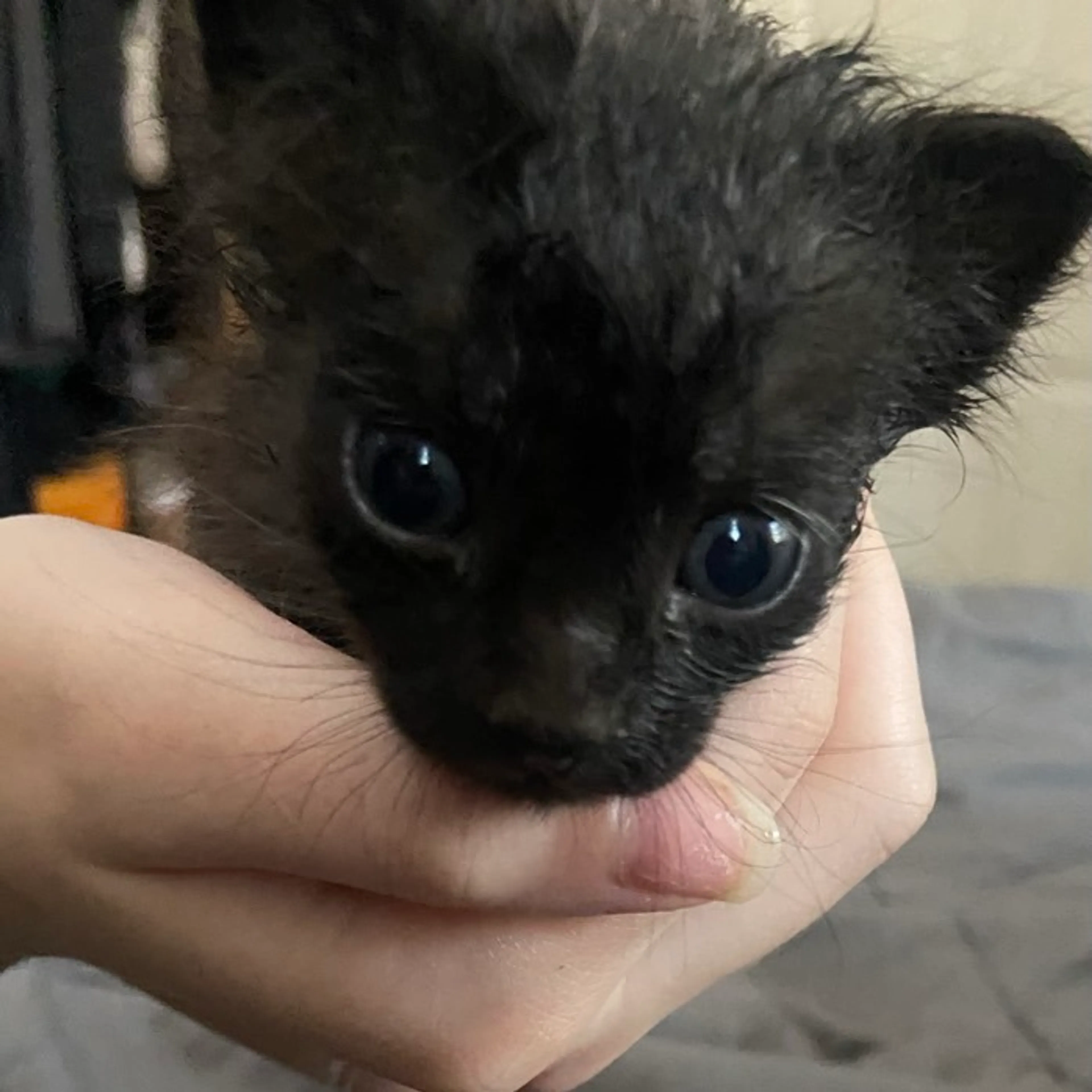 Found pet-1