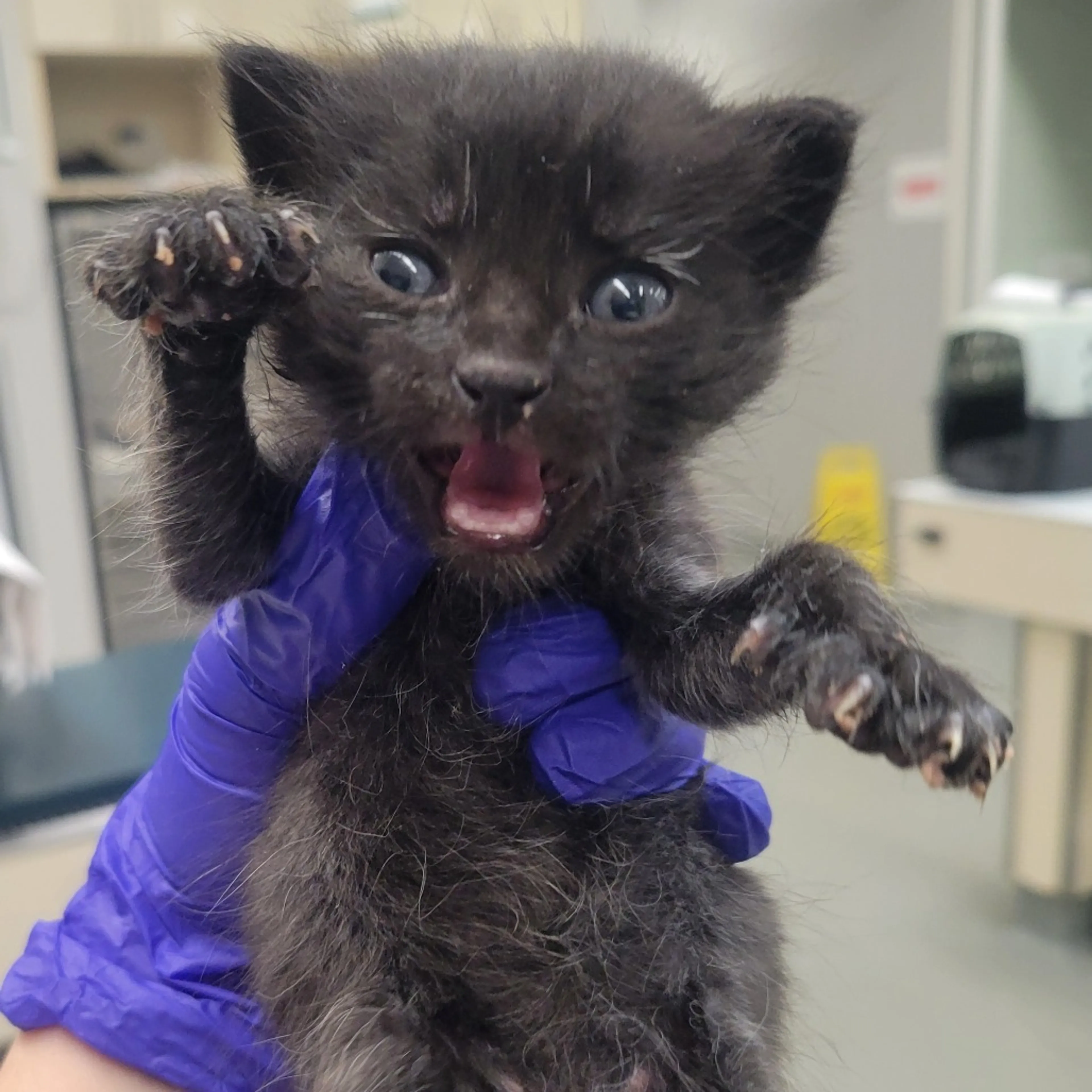 Found pet-2