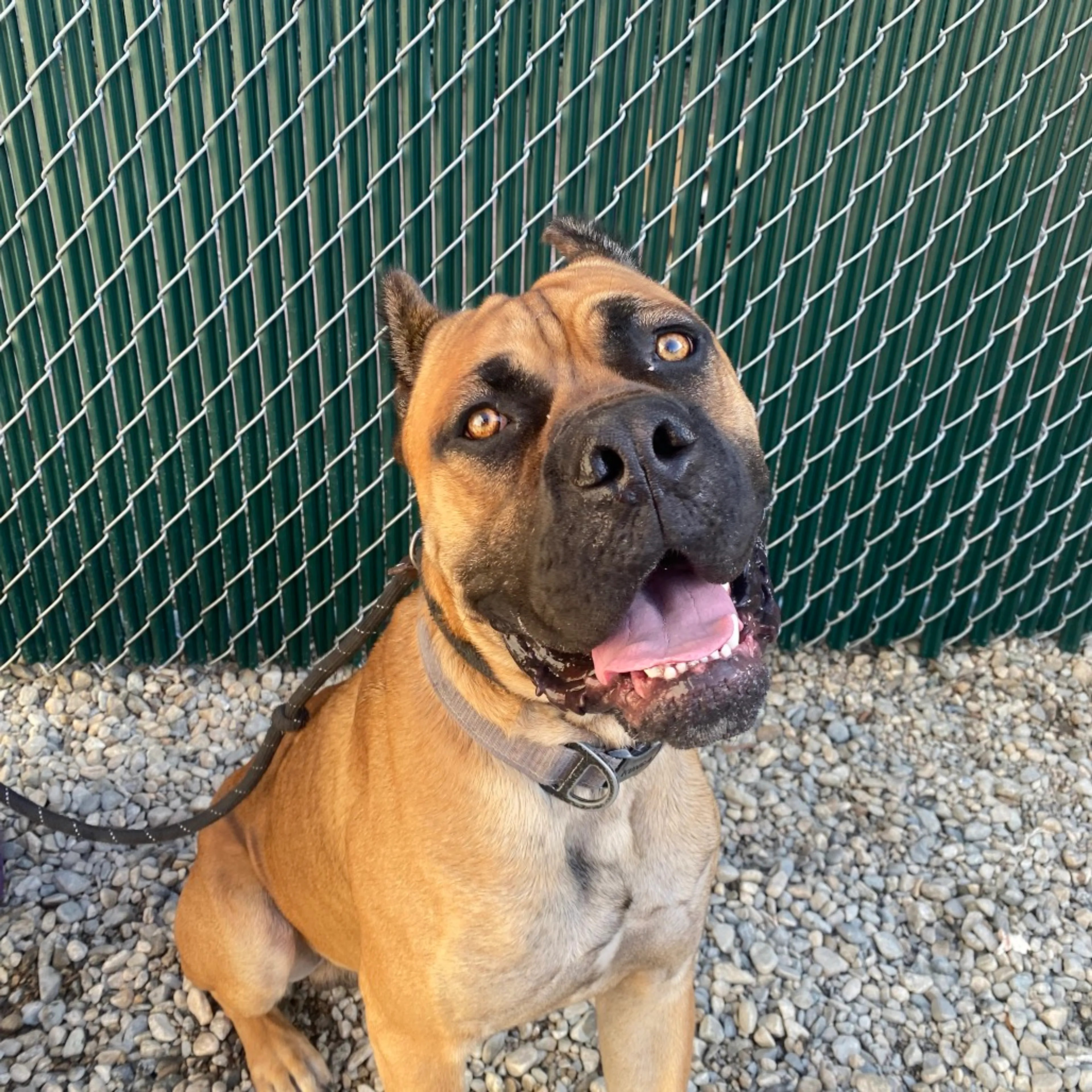 Found pet