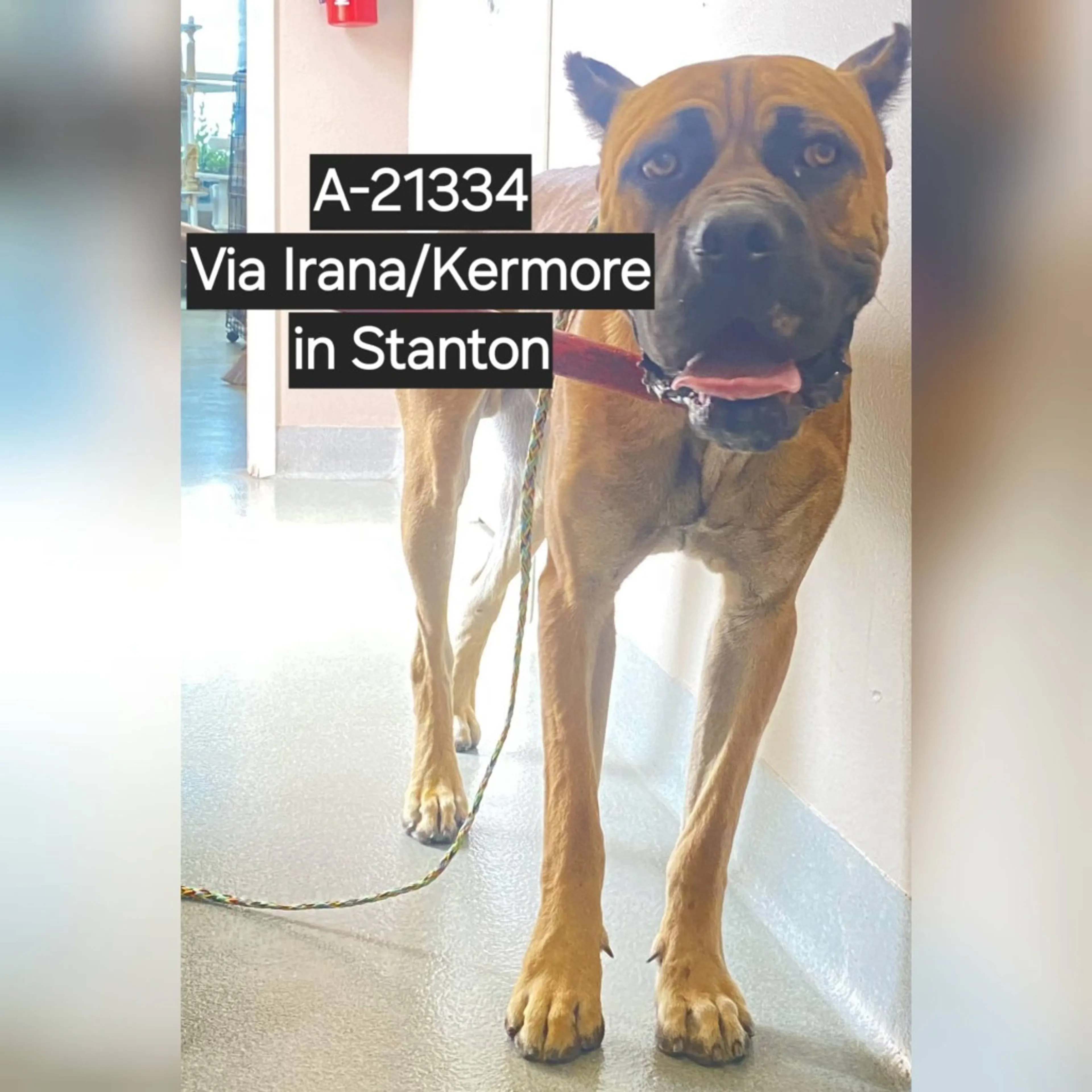 Found pet-1