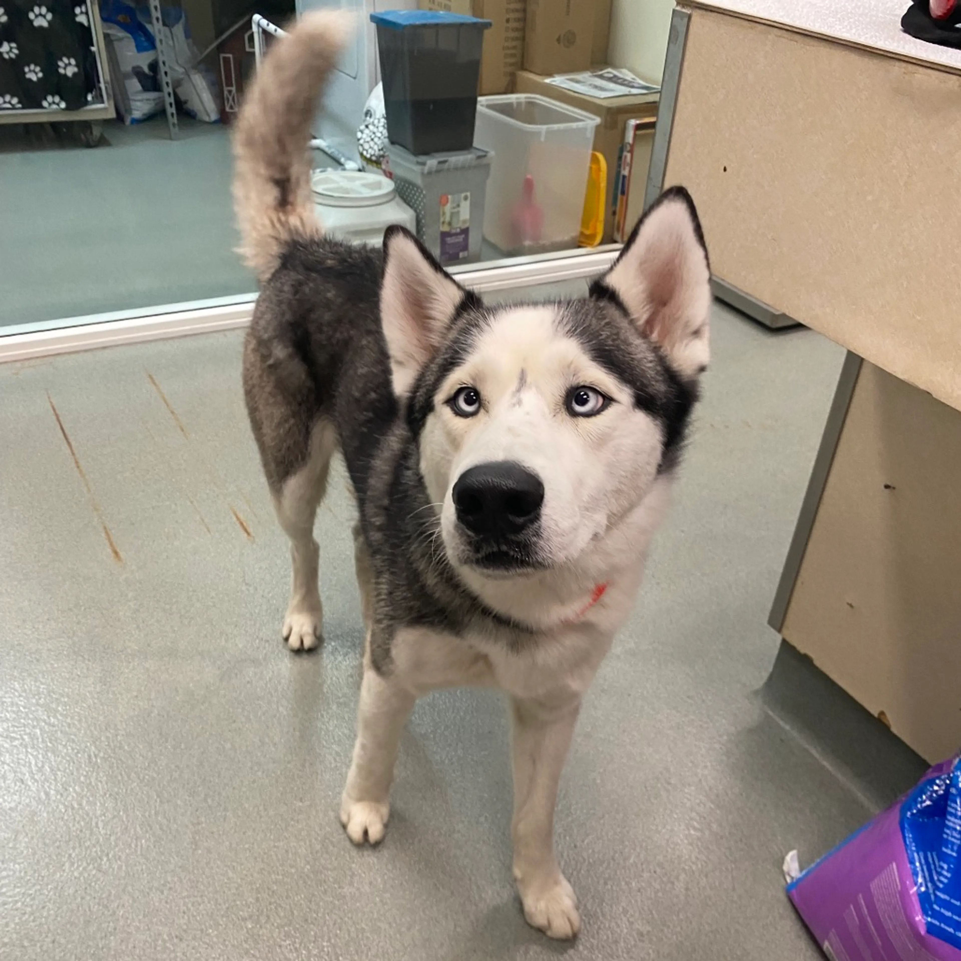 Found pet-1