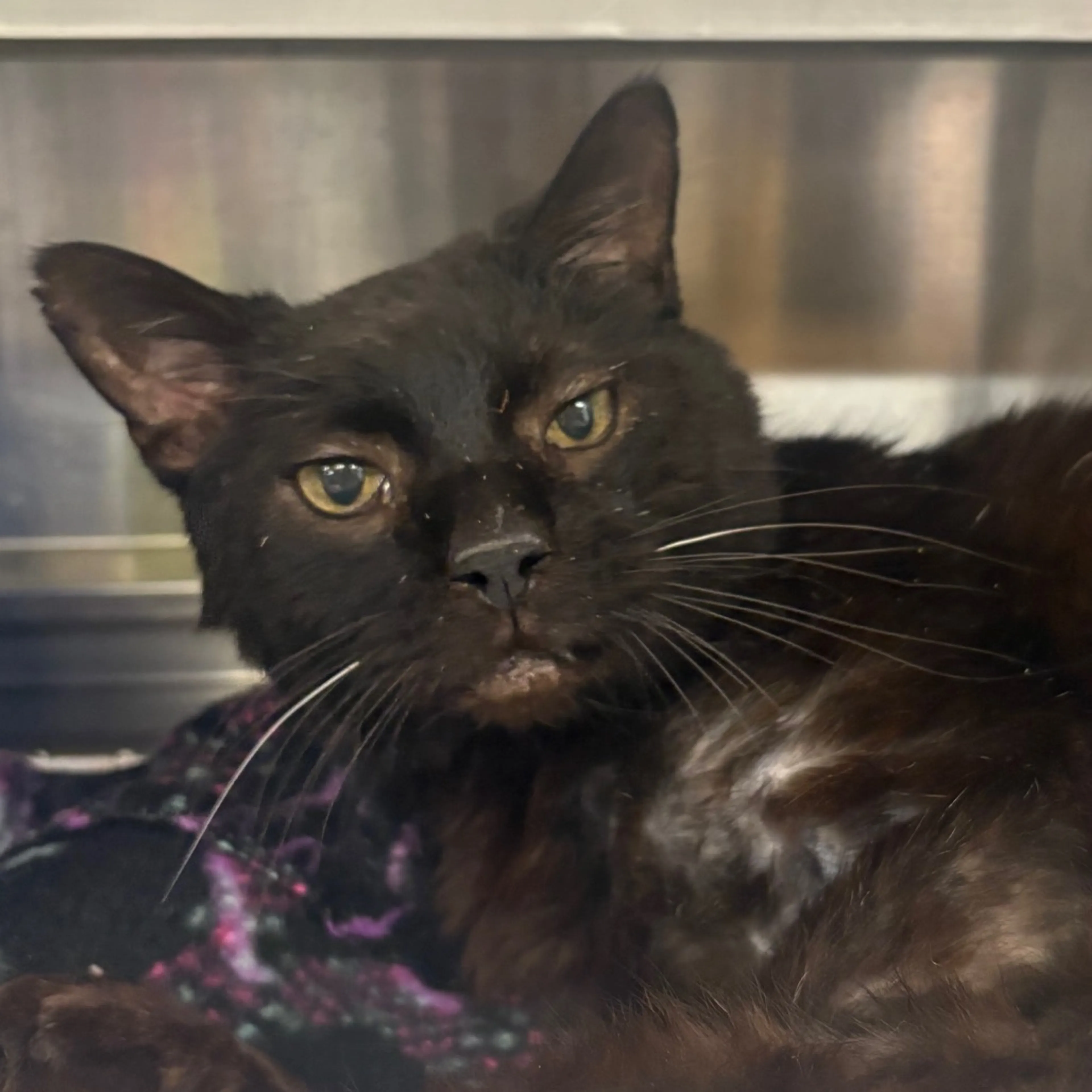 Found pet