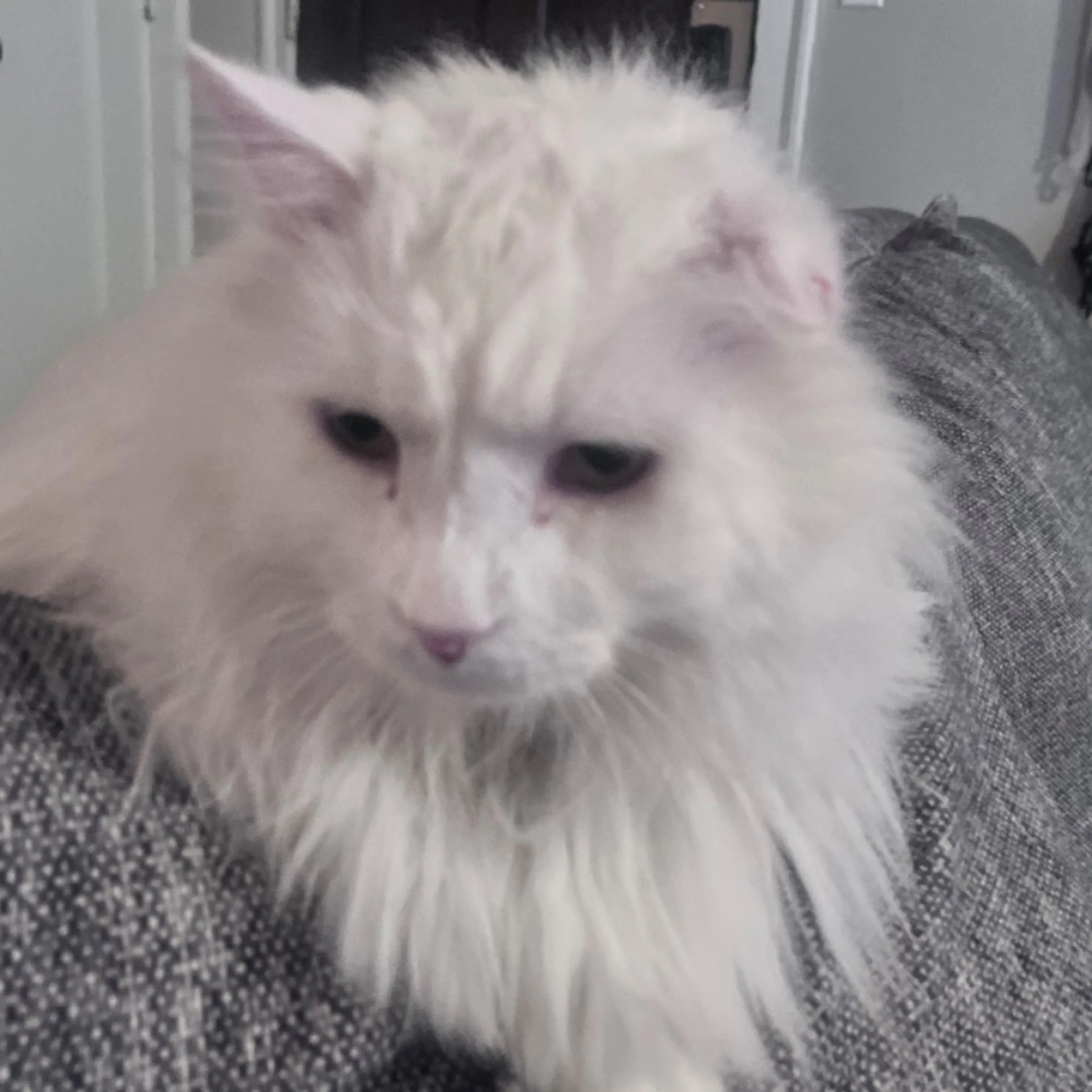 Lost pet