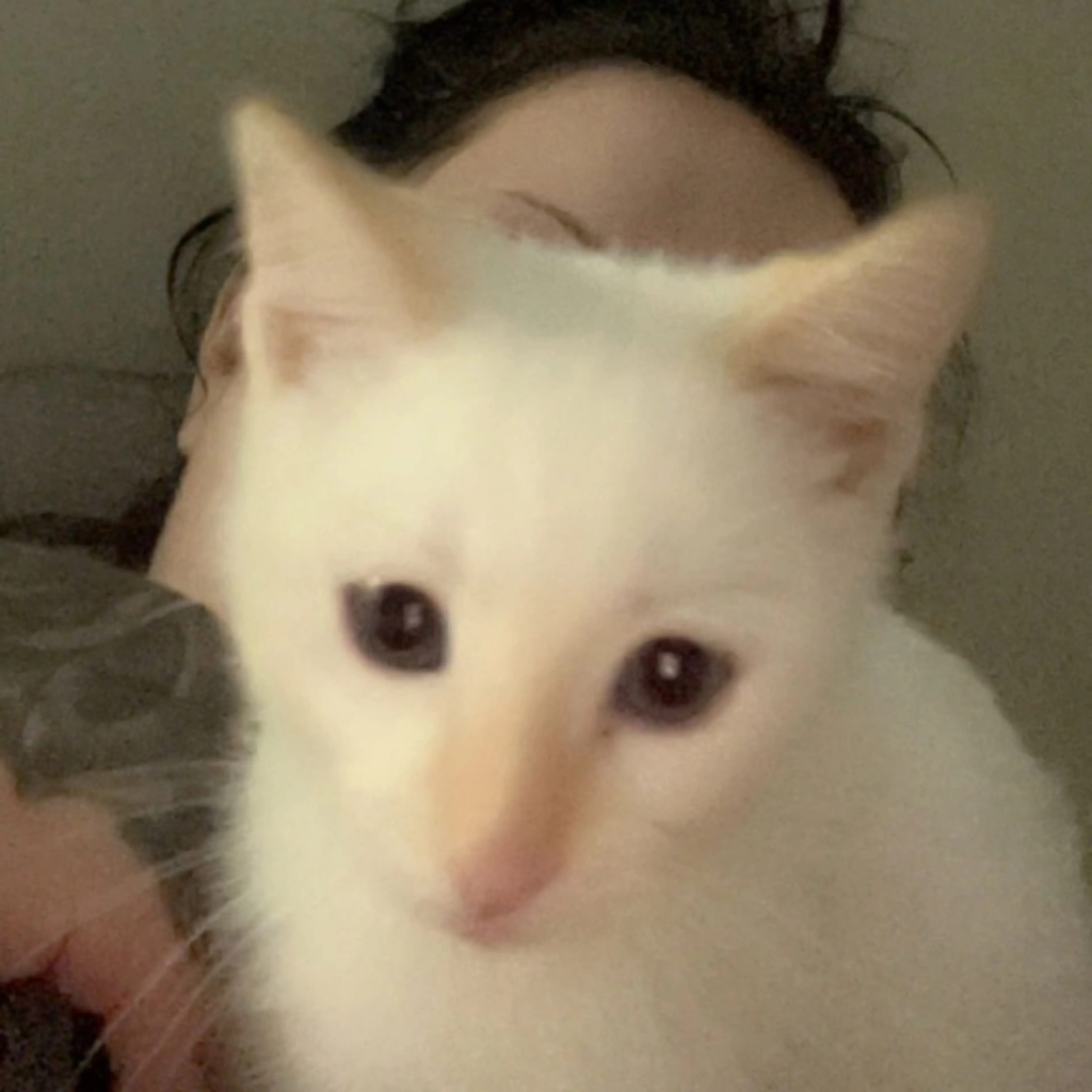 Lost pet