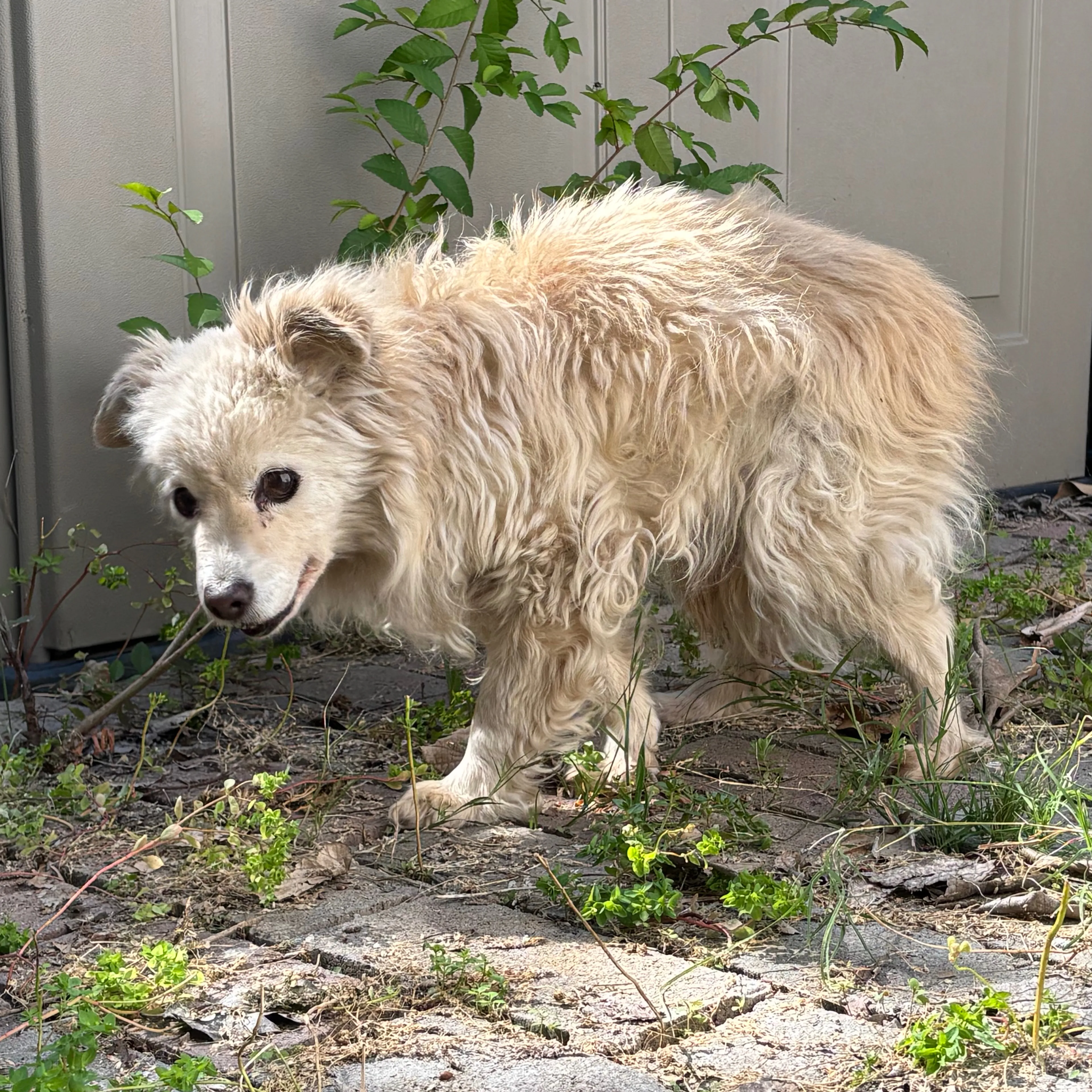 Found pet-1