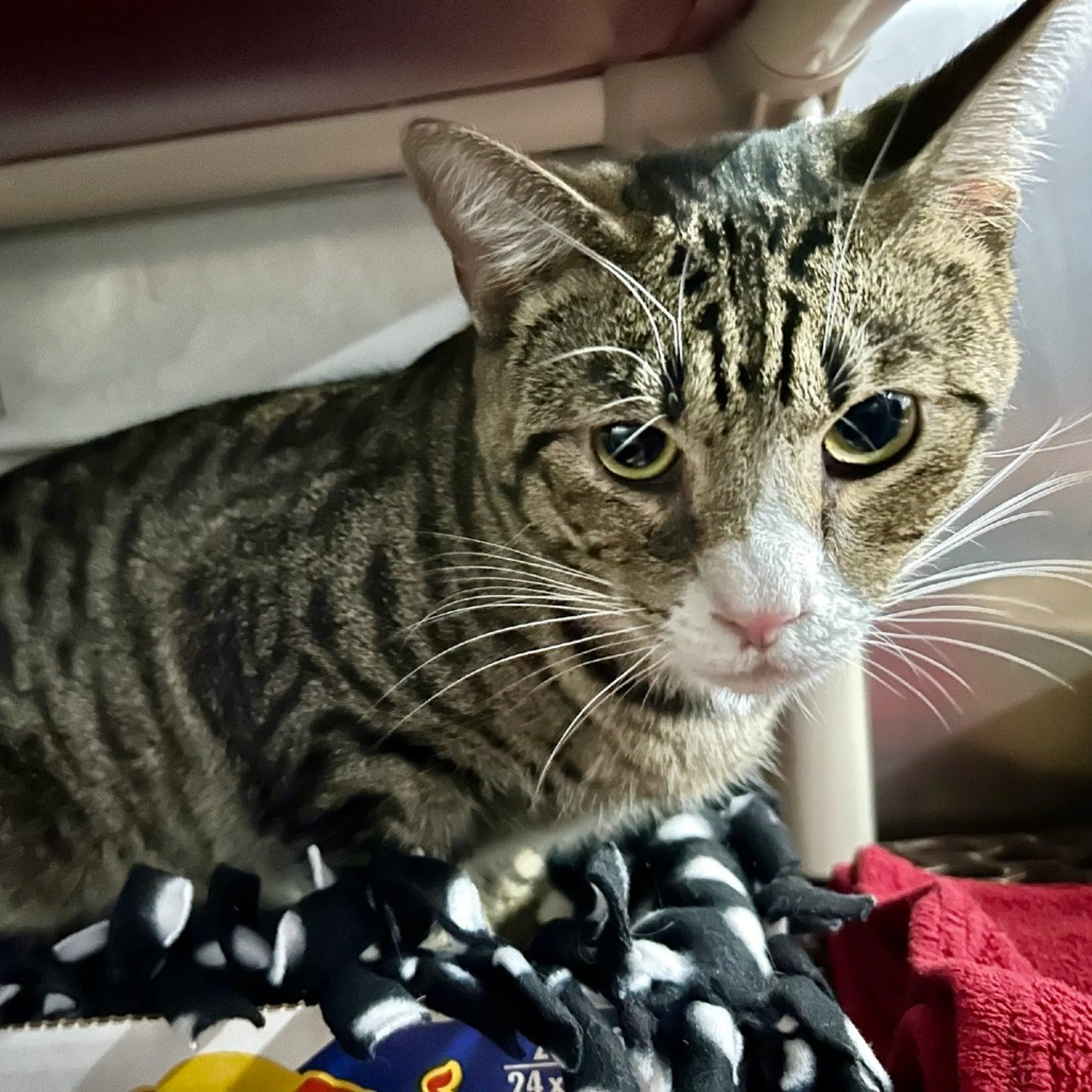 Found pet-1