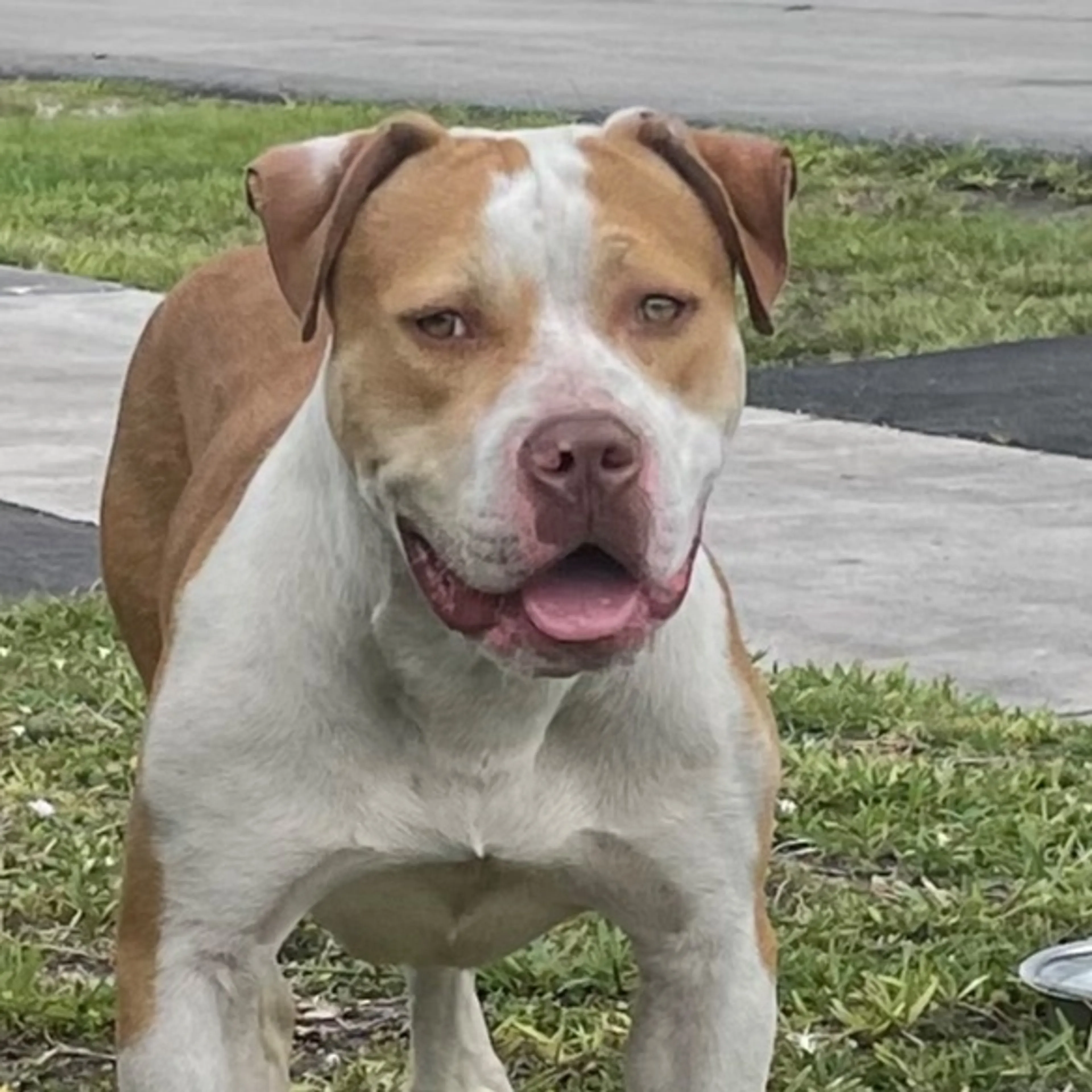 Found pet