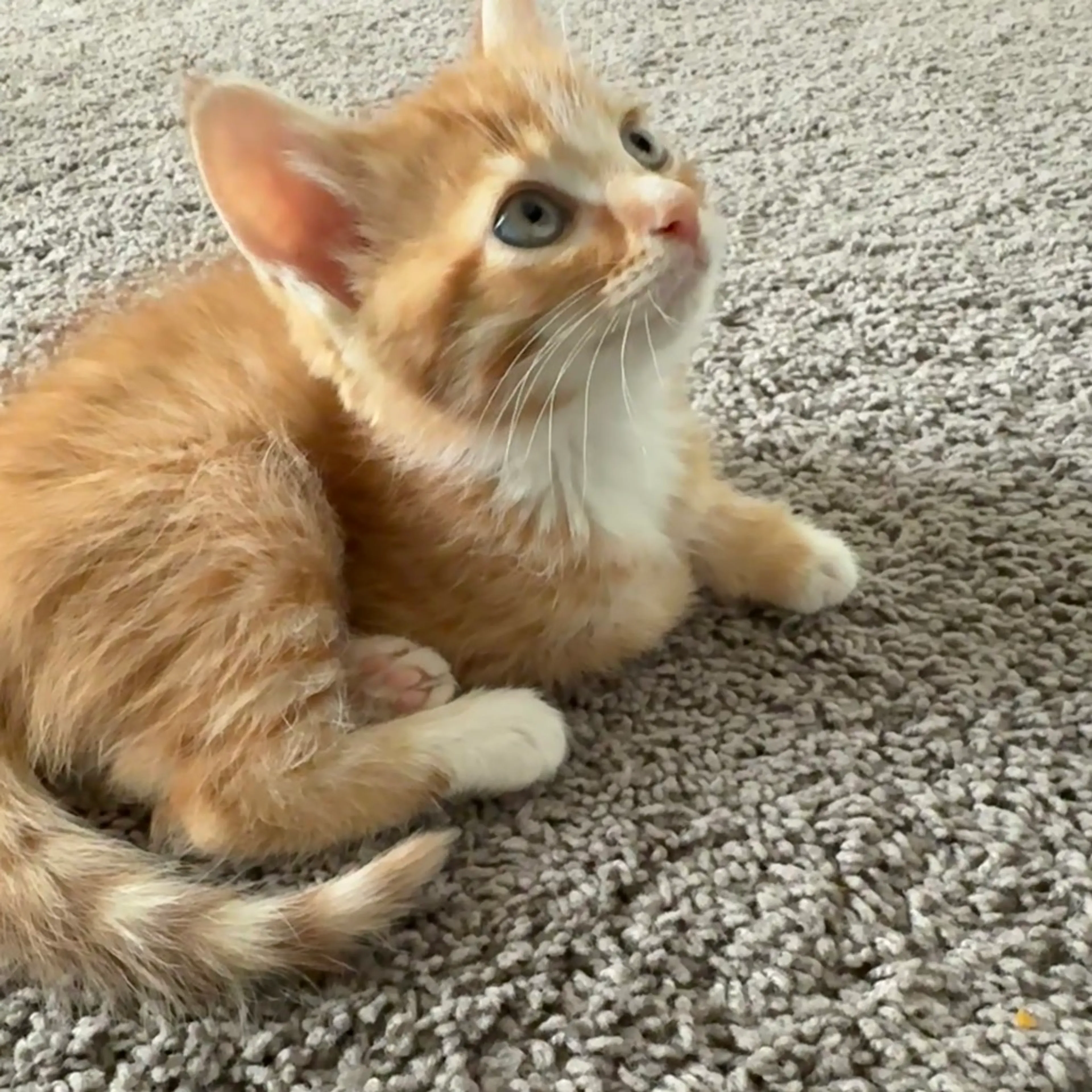 Found pet-11