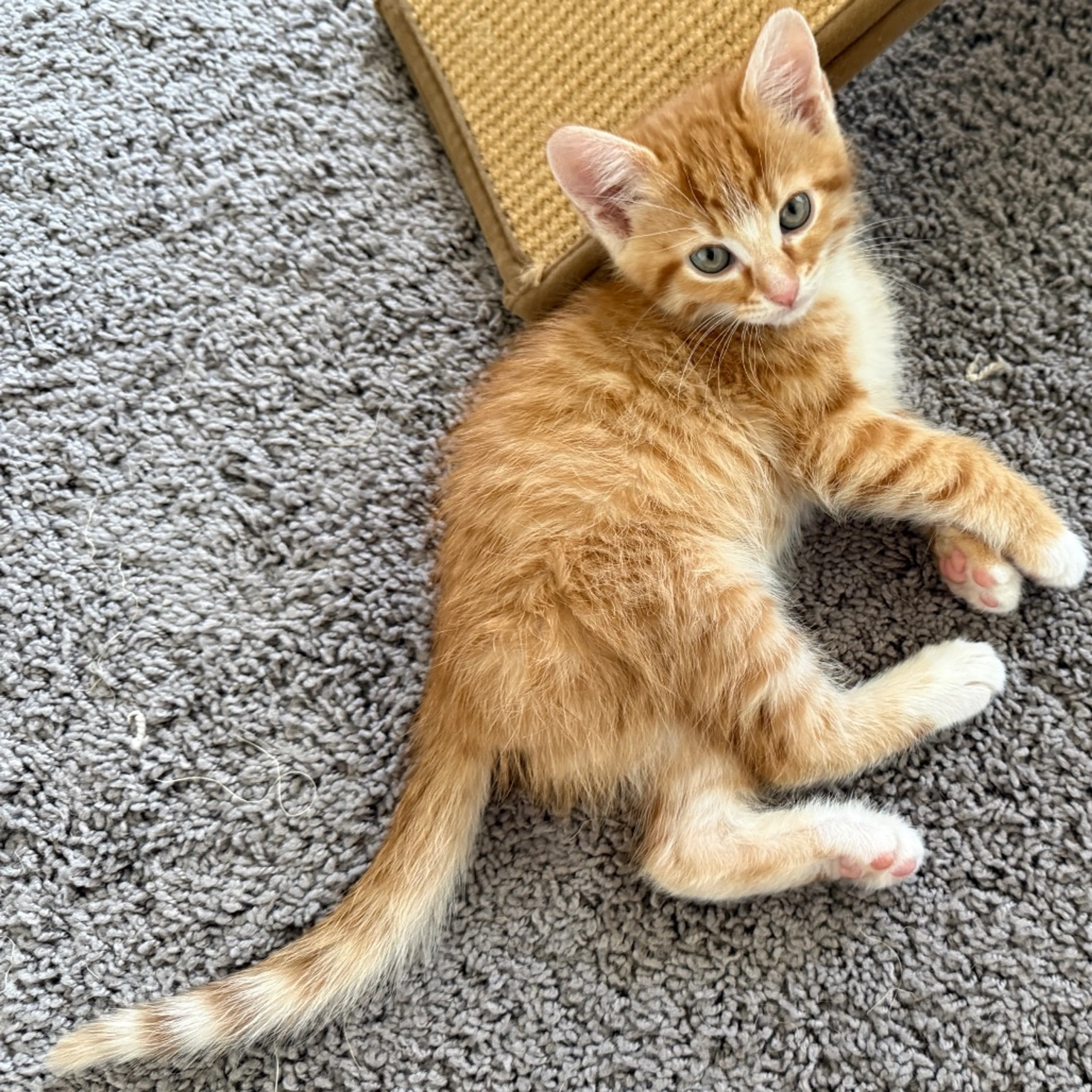 Found pet-19