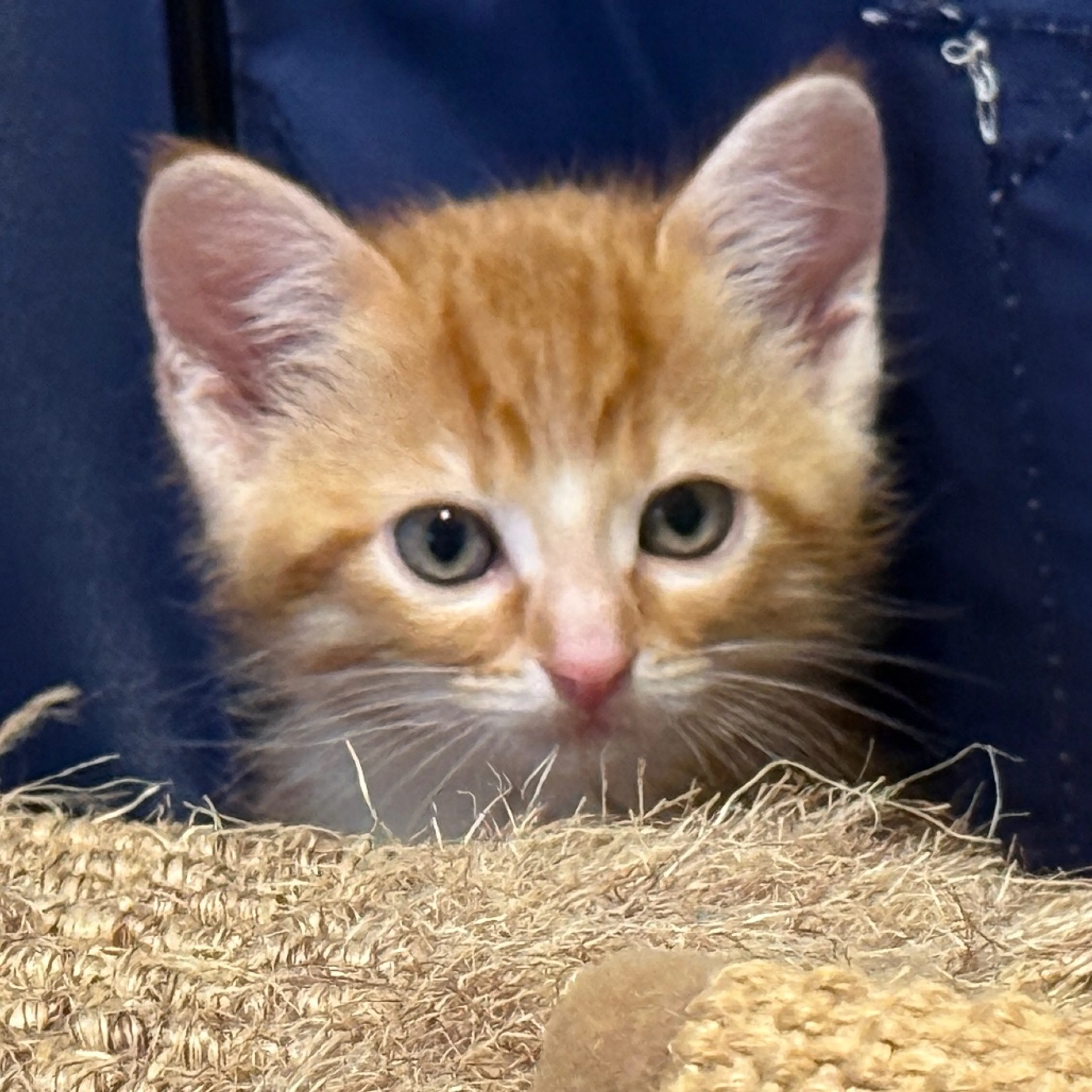 Found pet-4