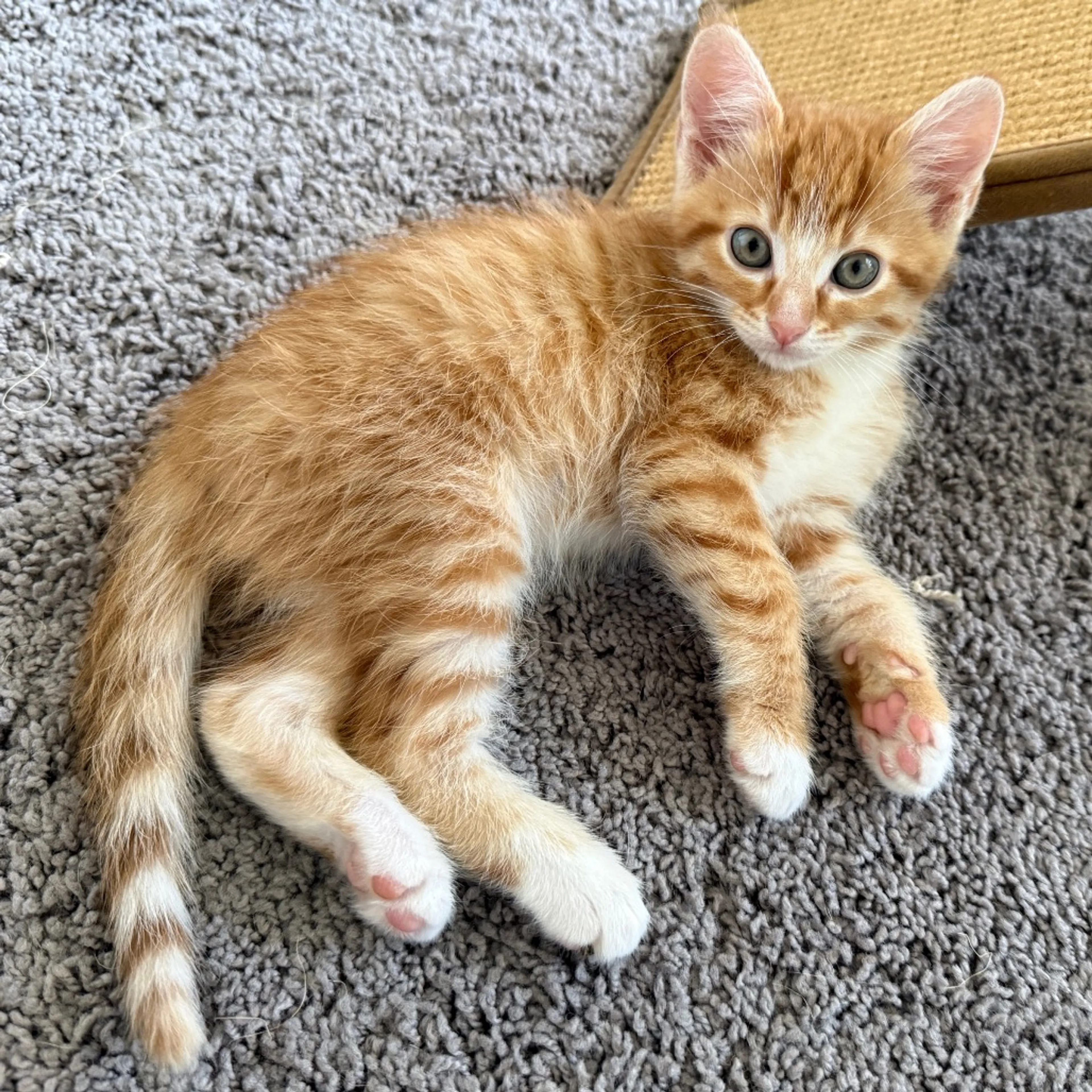 Found pet-18