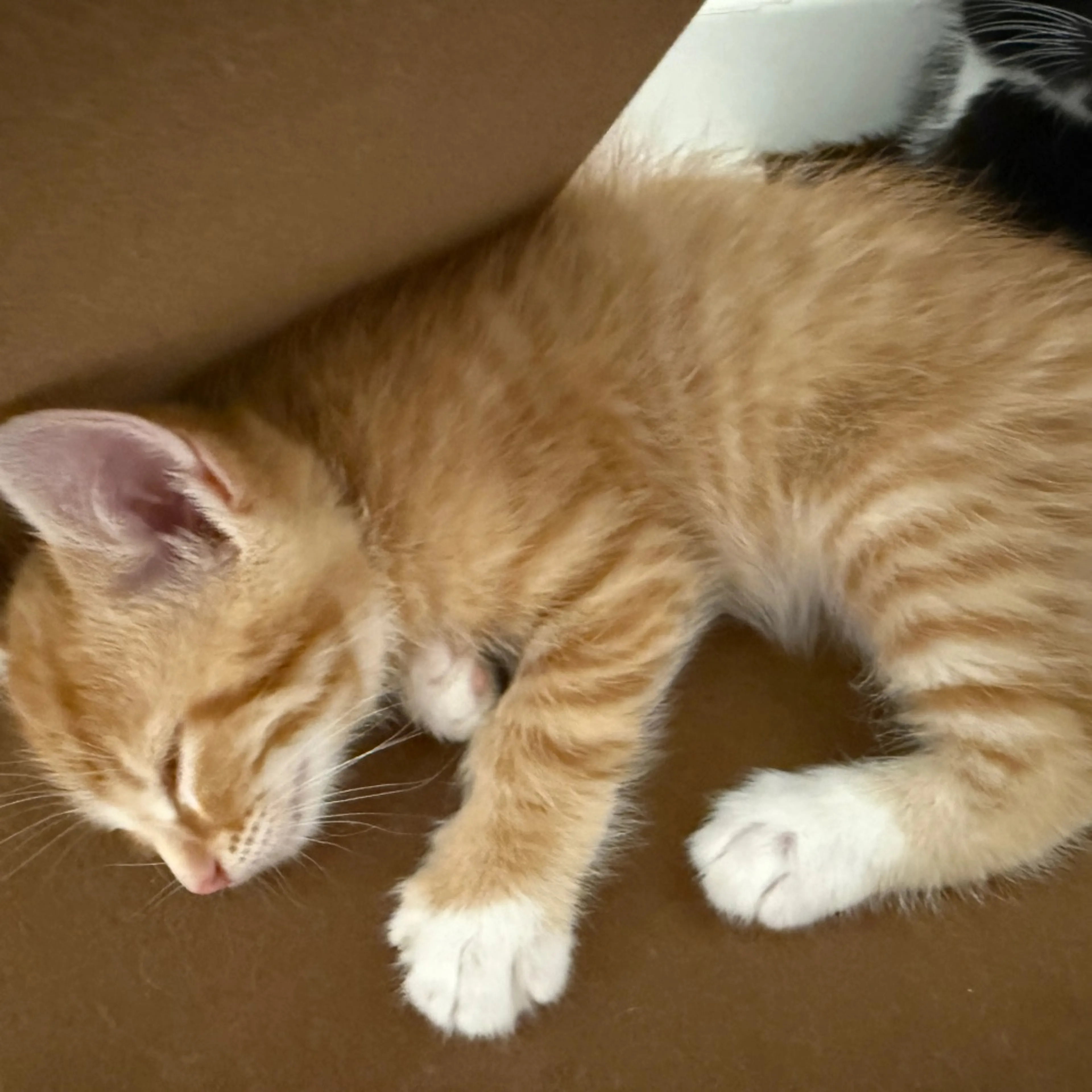 Found pet-5