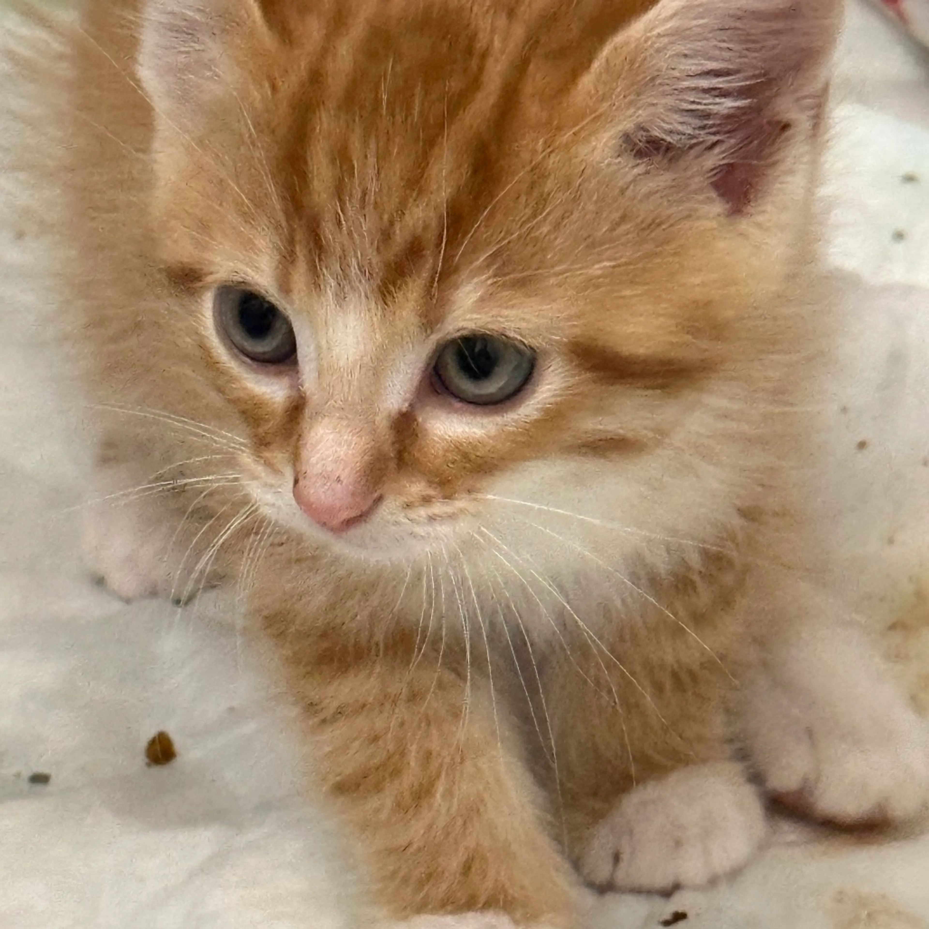 Found pet-7