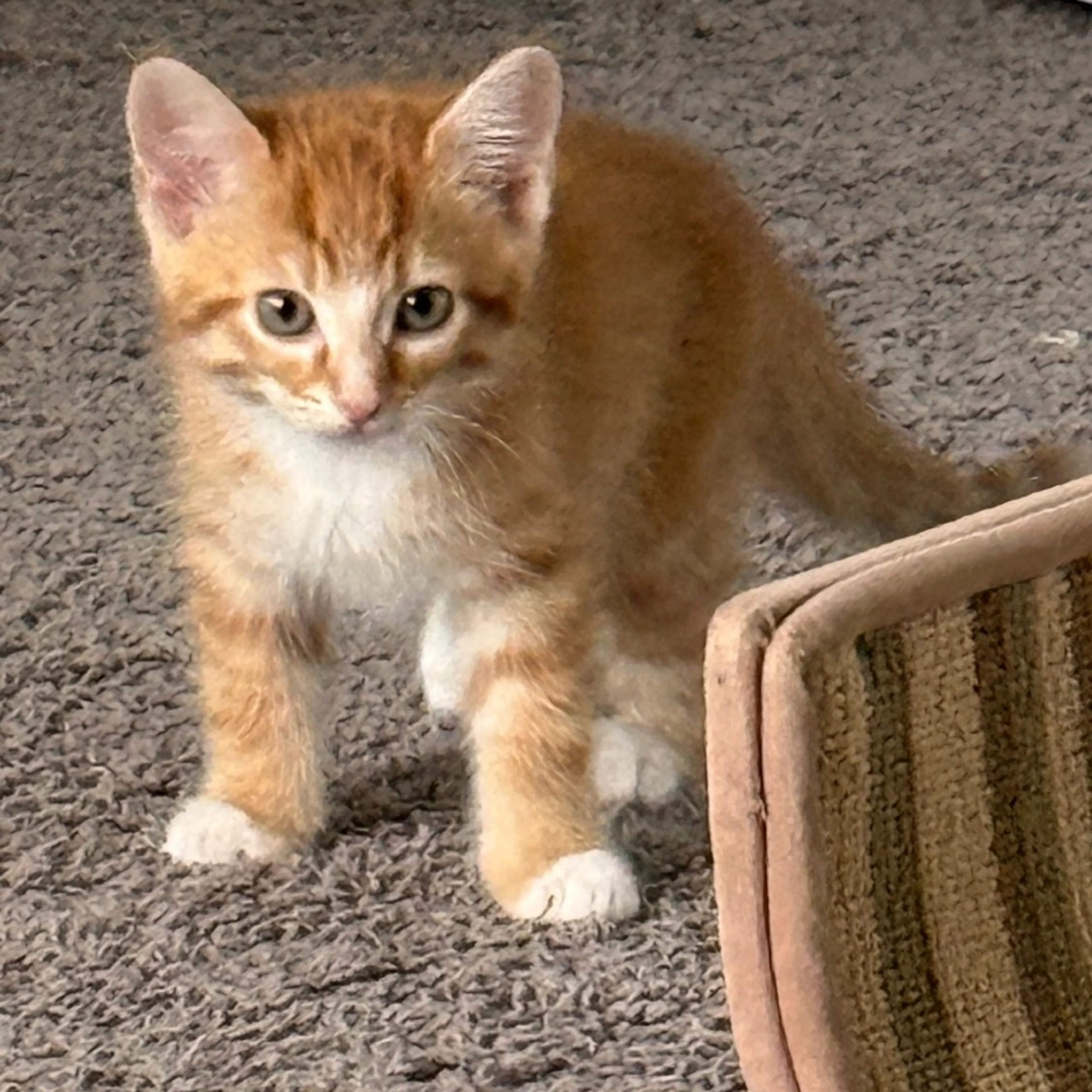 Found pet-16