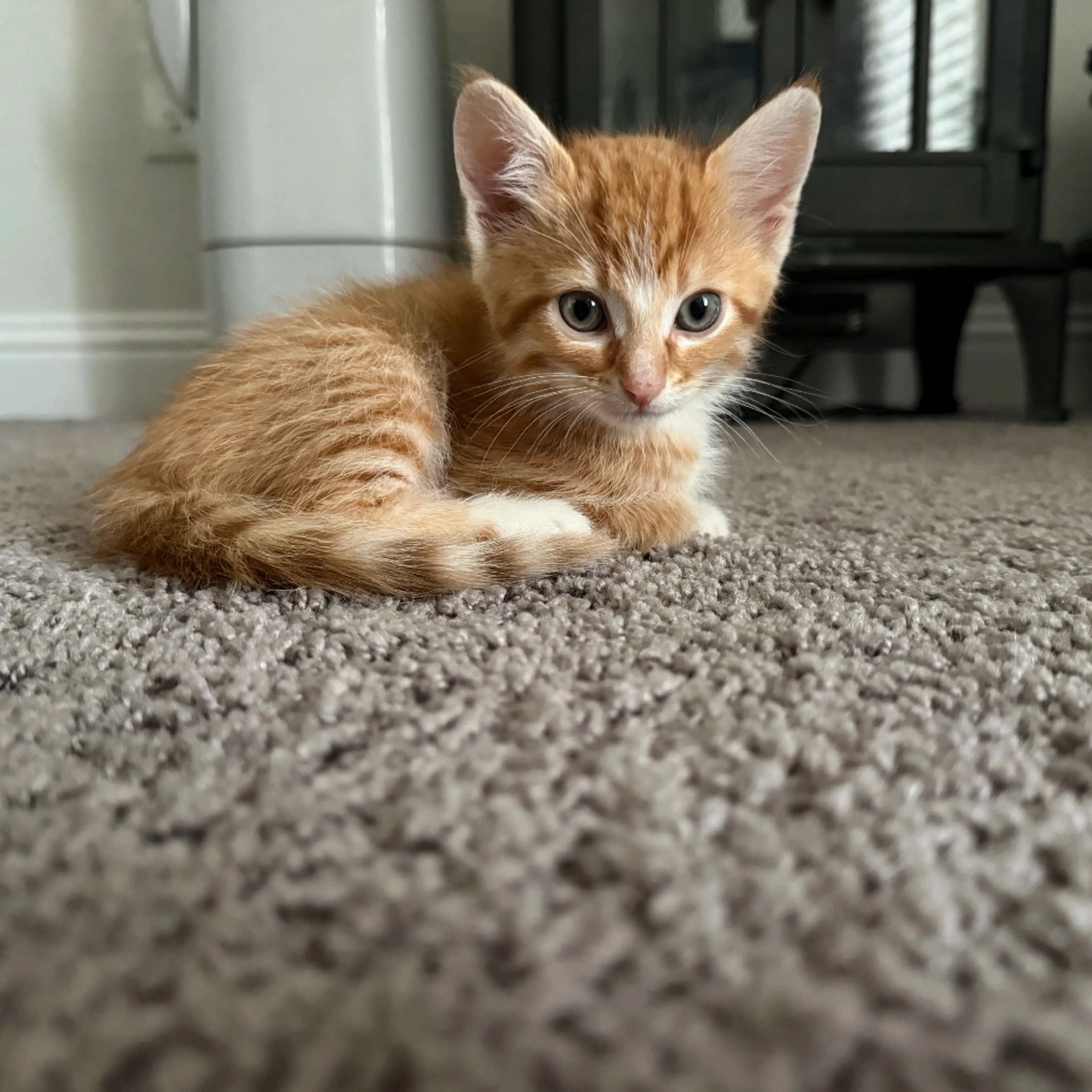 Found pet-10