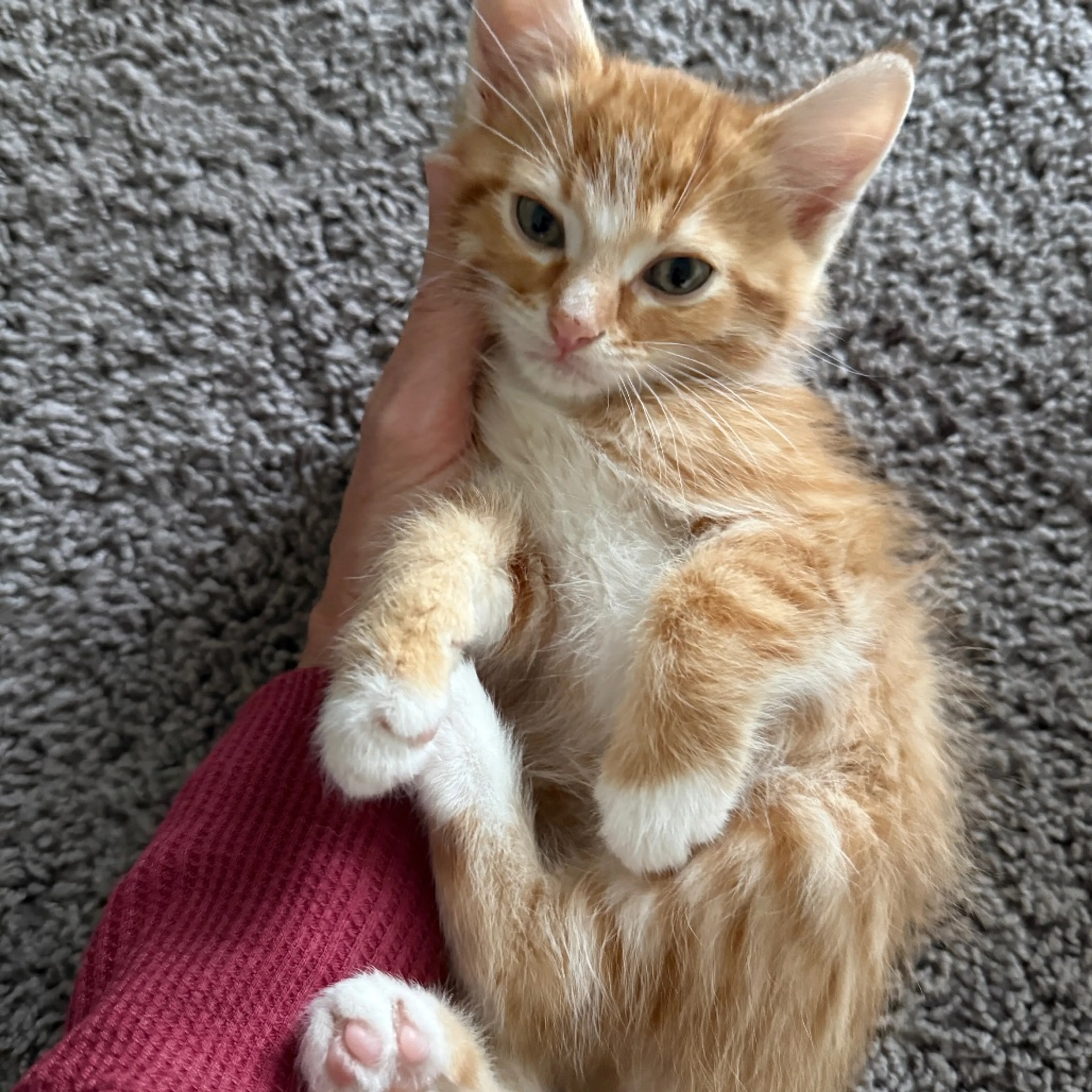 Found pet-9