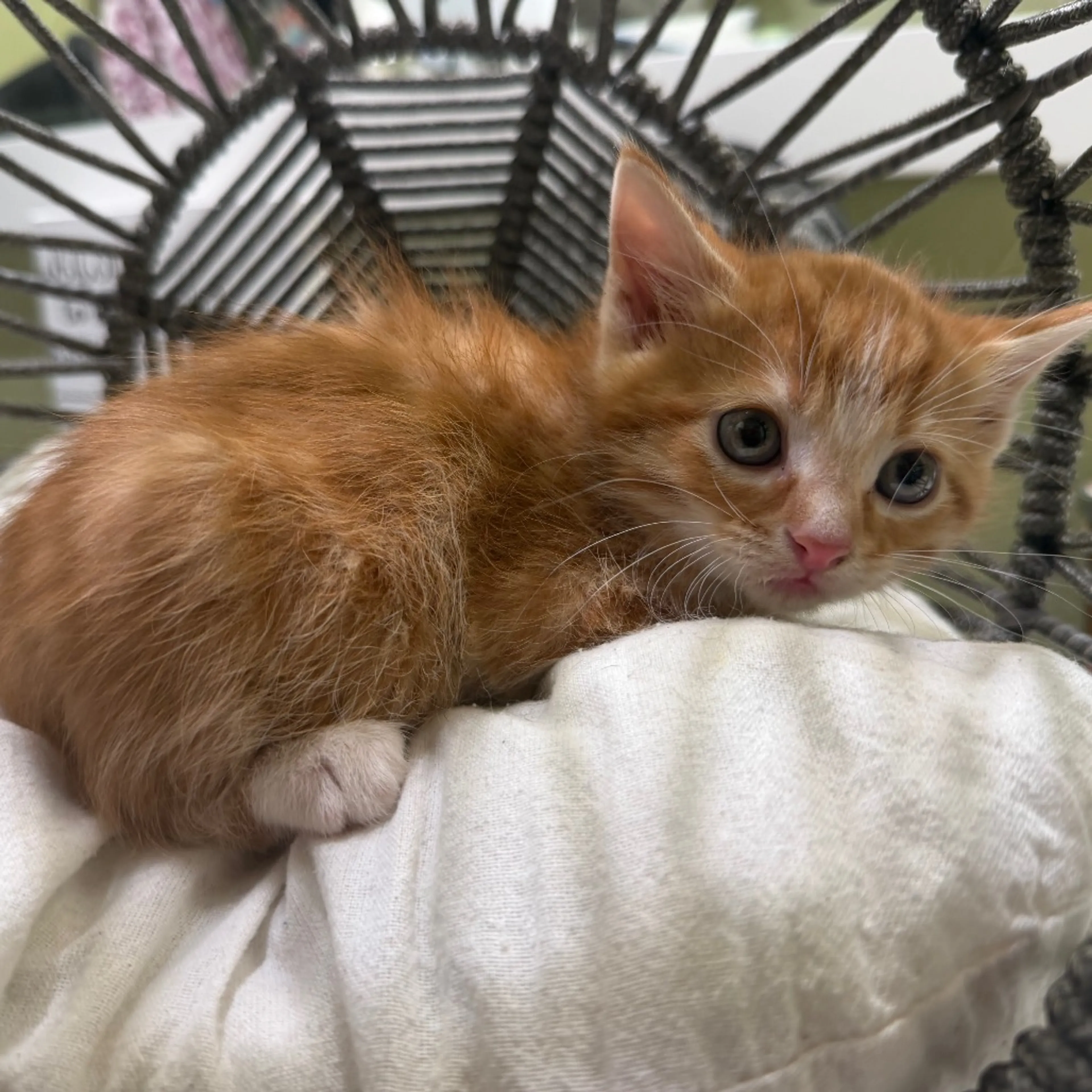 Found pet-2