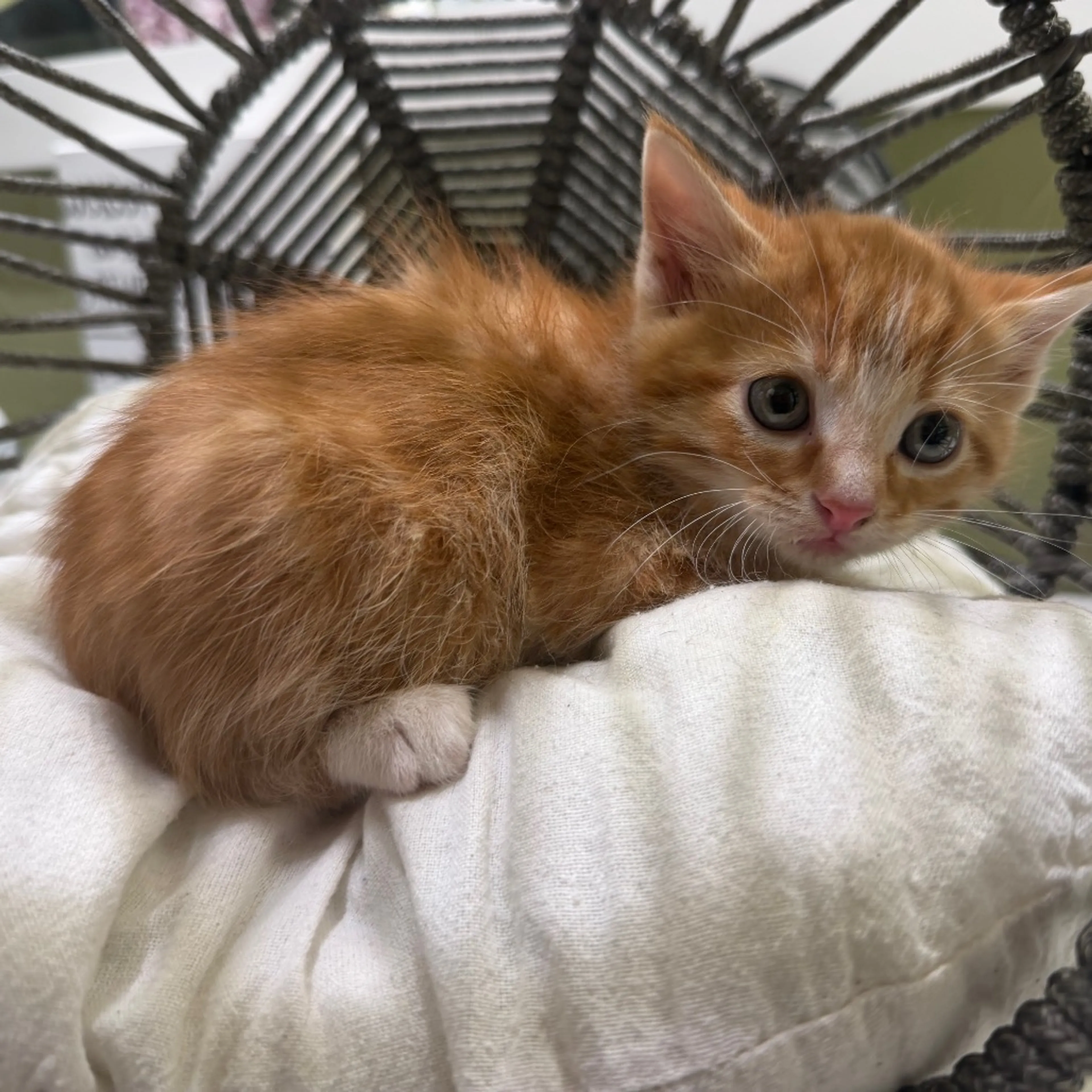Found pet-1