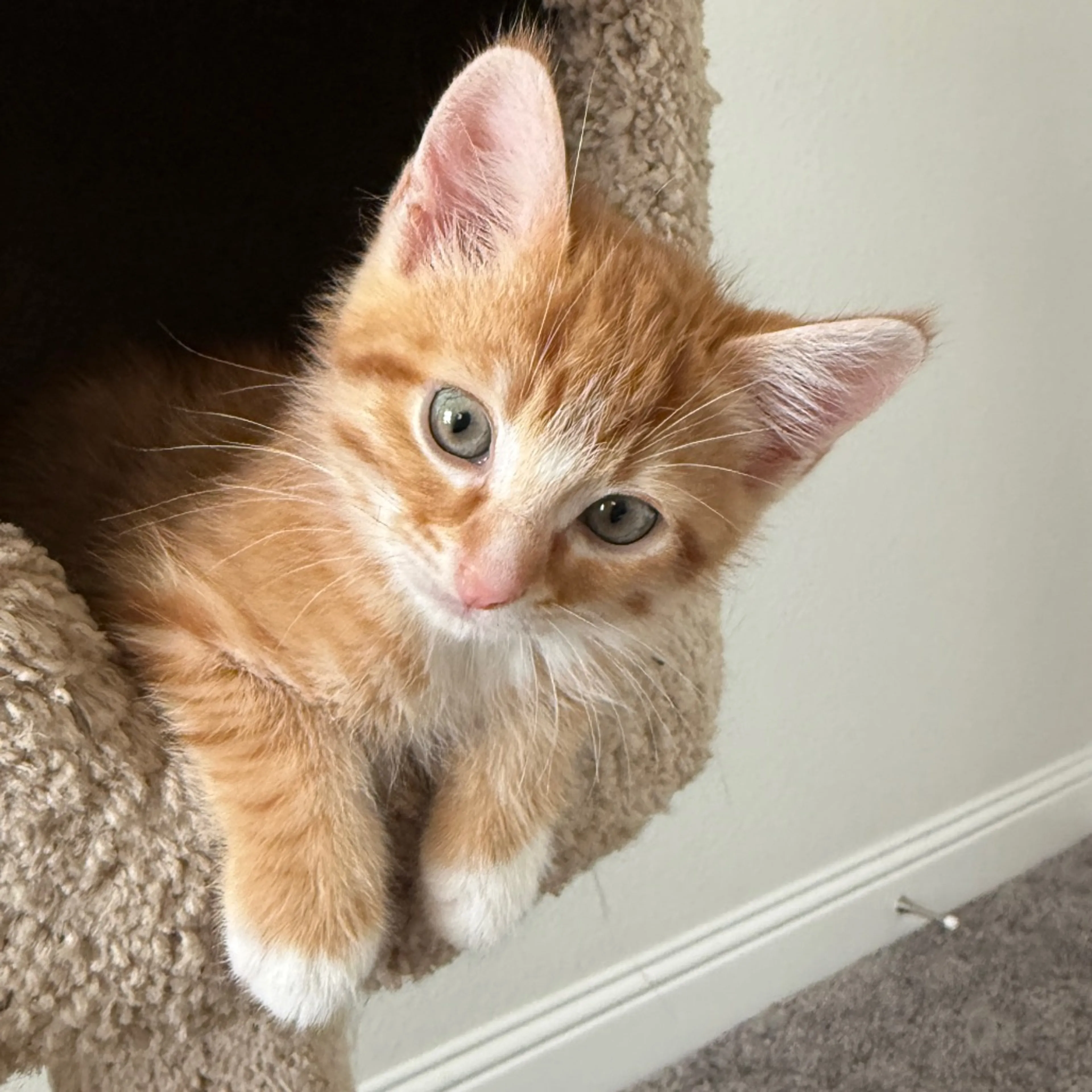 Found pet-17