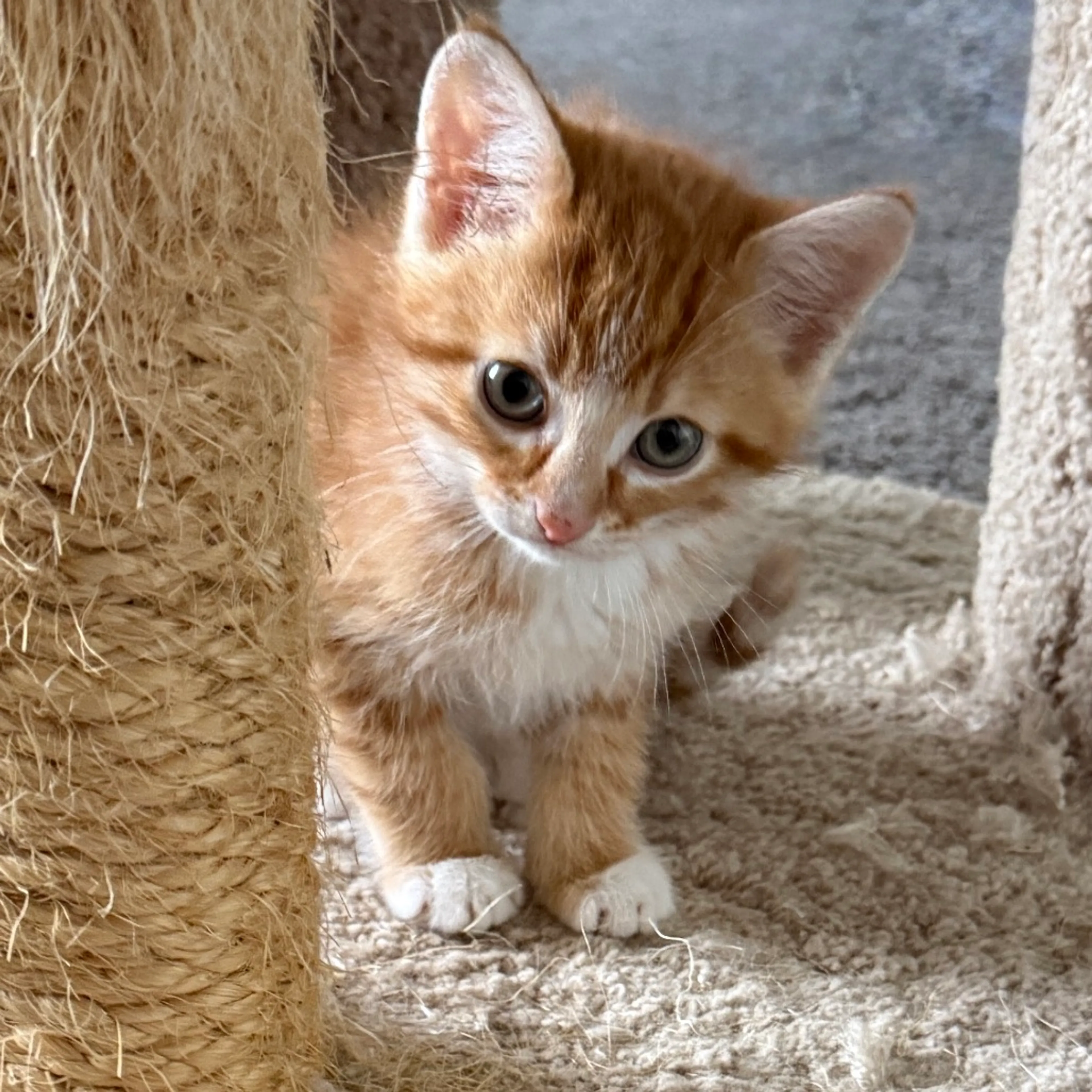 Found pet-0