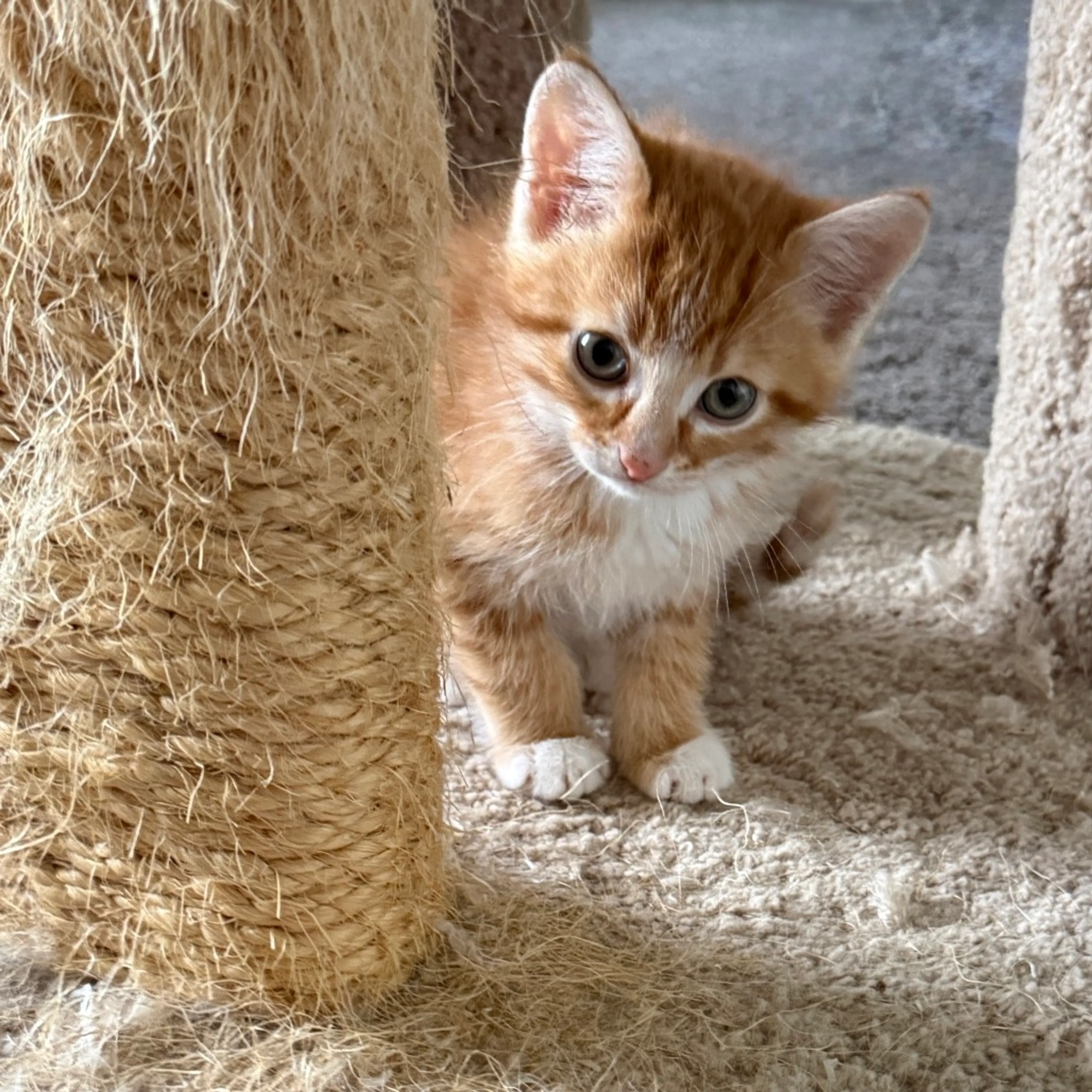 Found pet-8