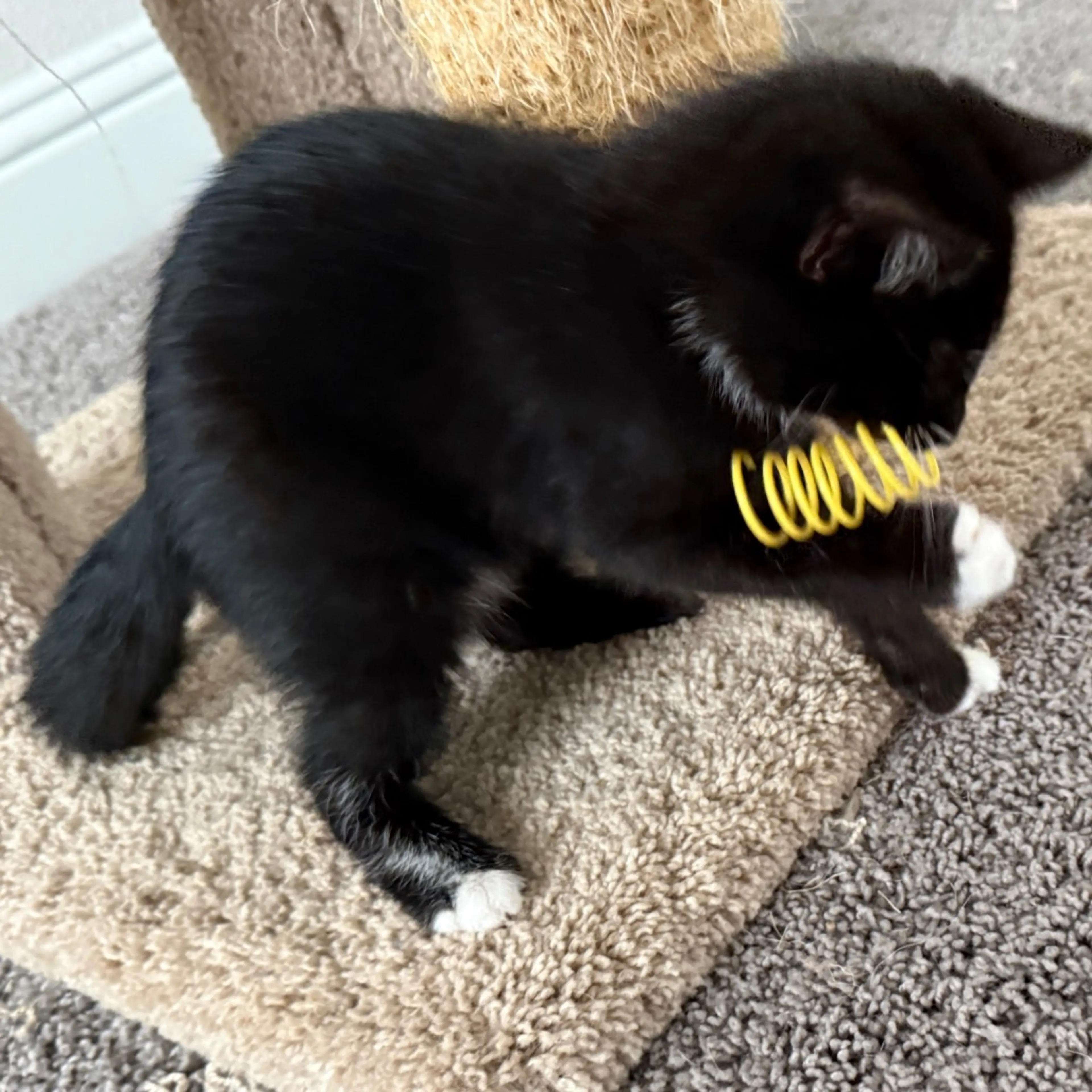 Found pet-10