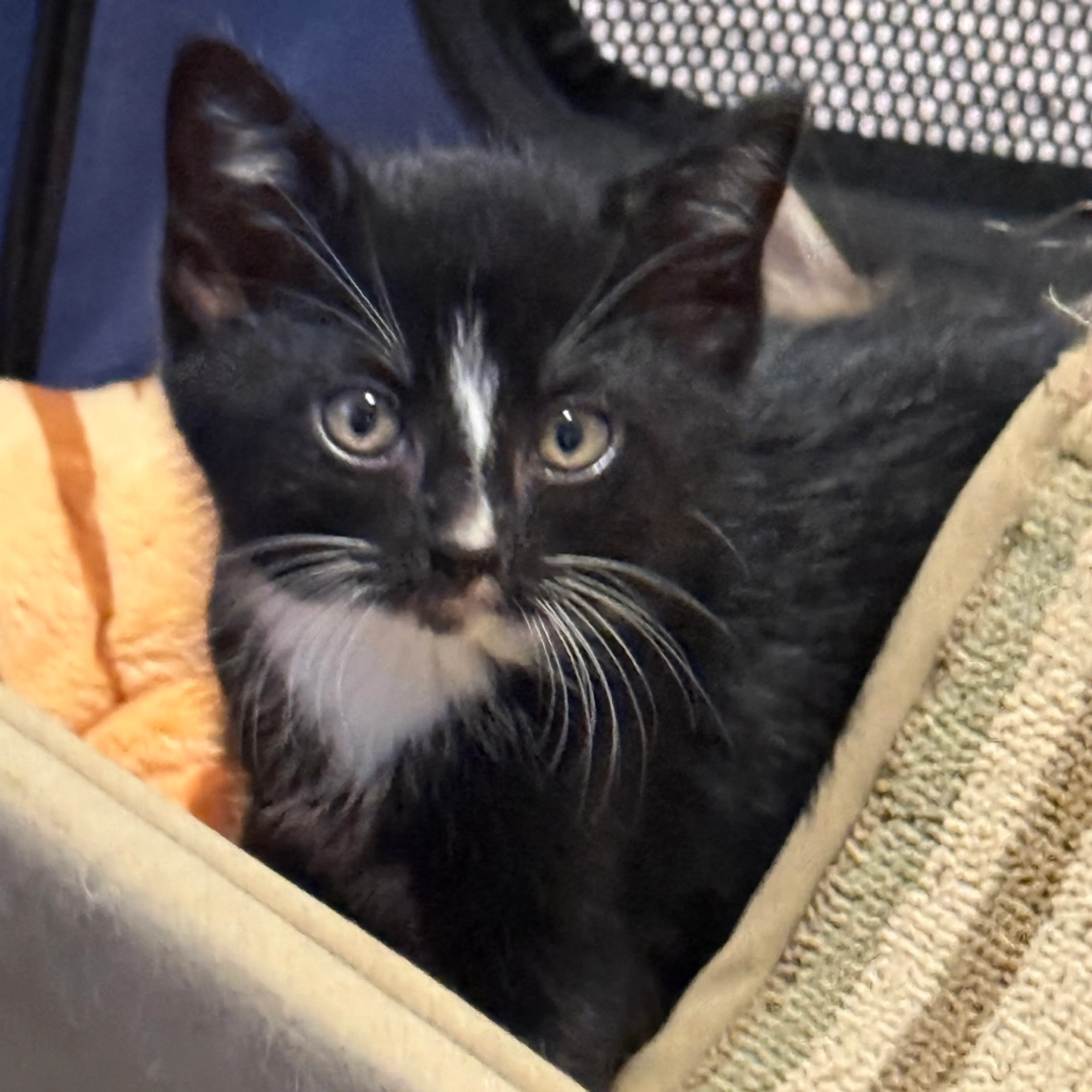 Found pet-3