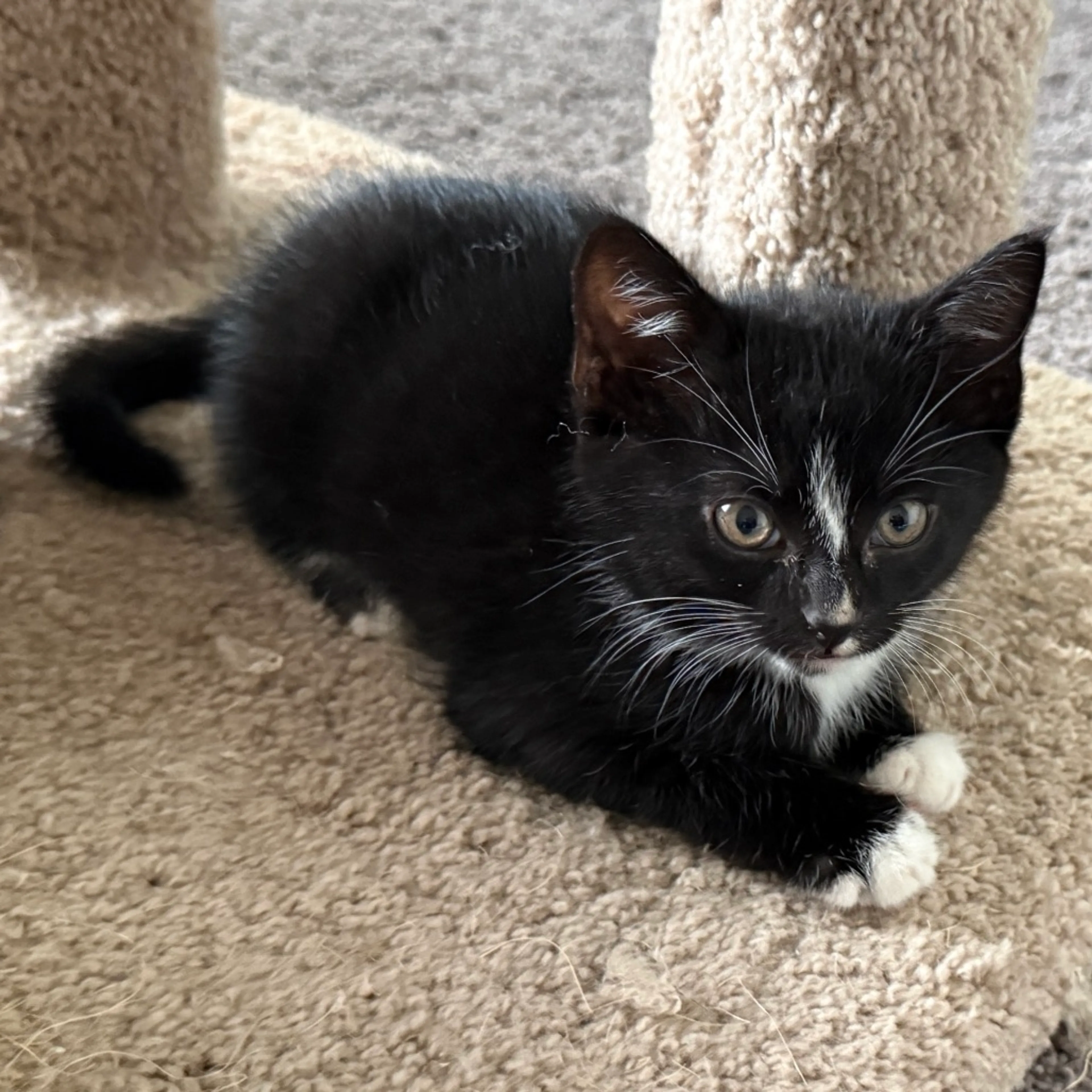 Found pet-6