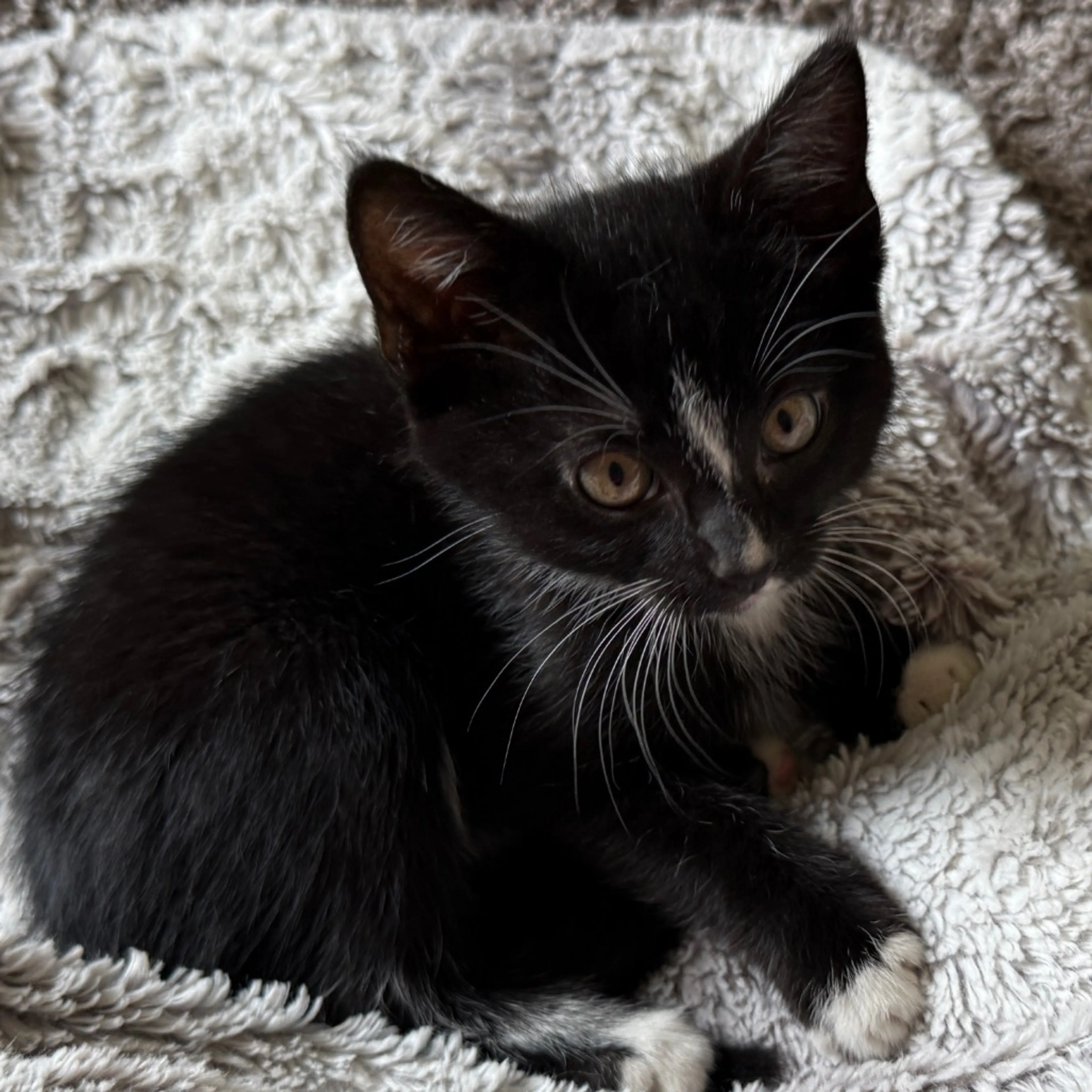 Found pet-16