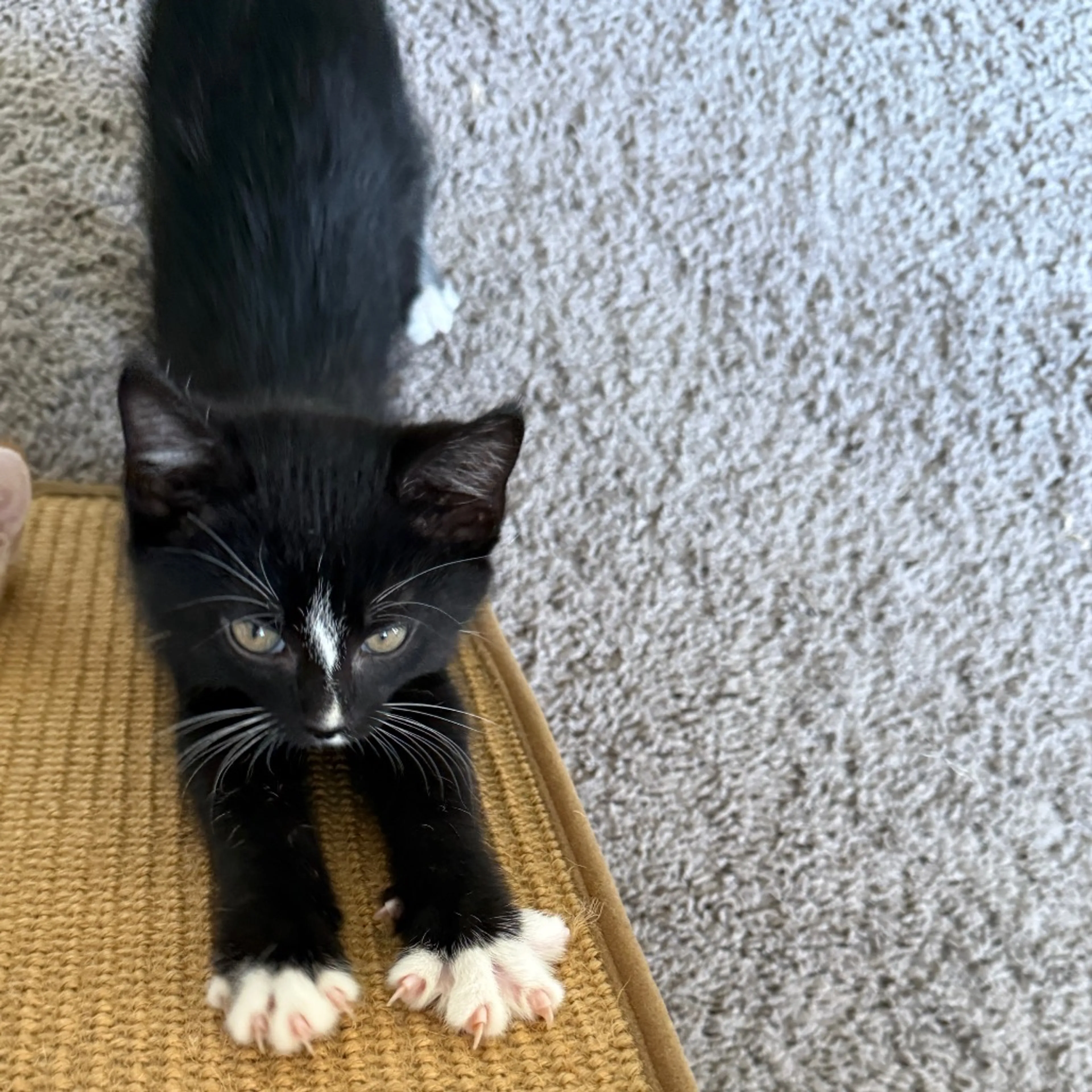 Found pet-14